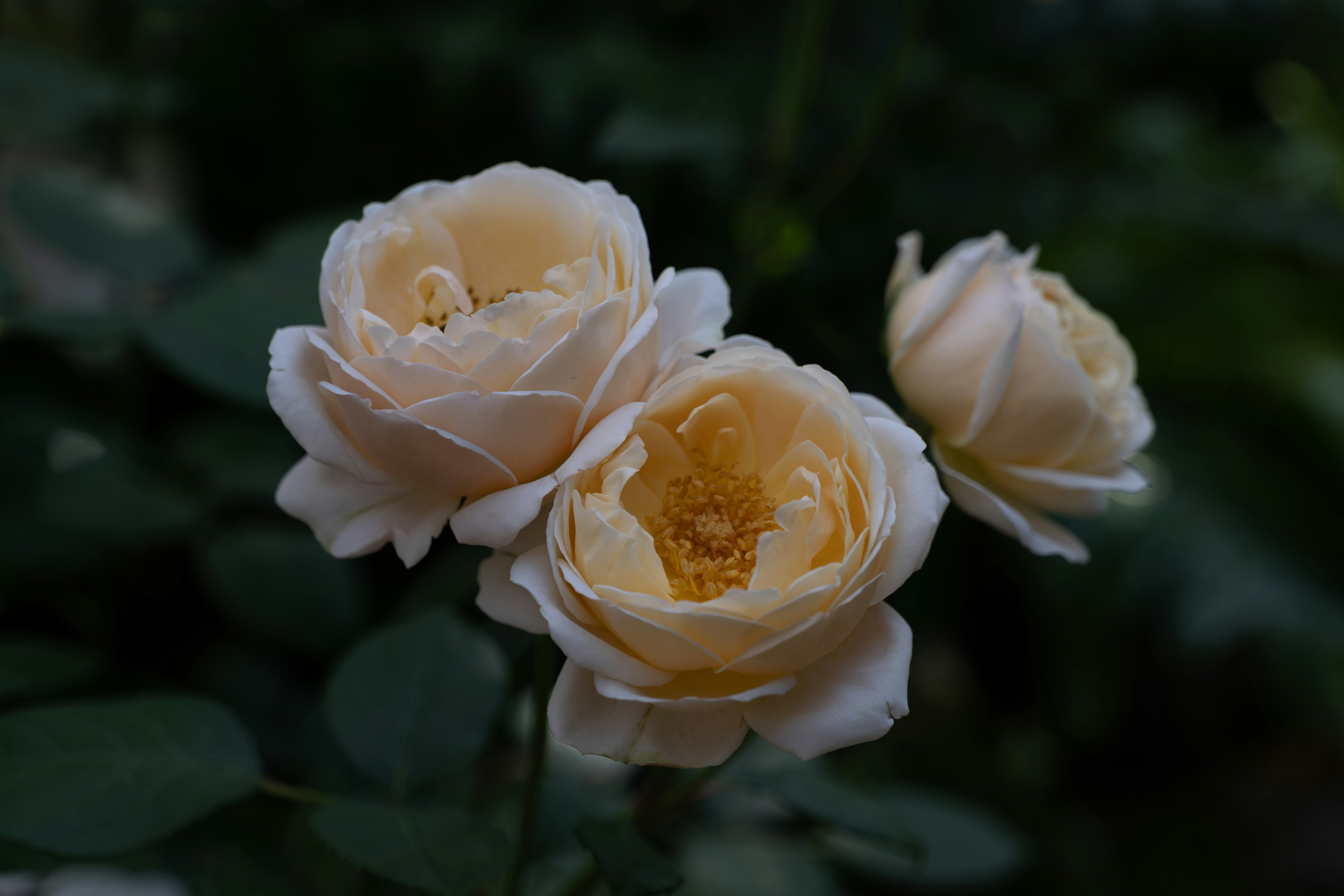 Cream-colored rose blossoms and buds