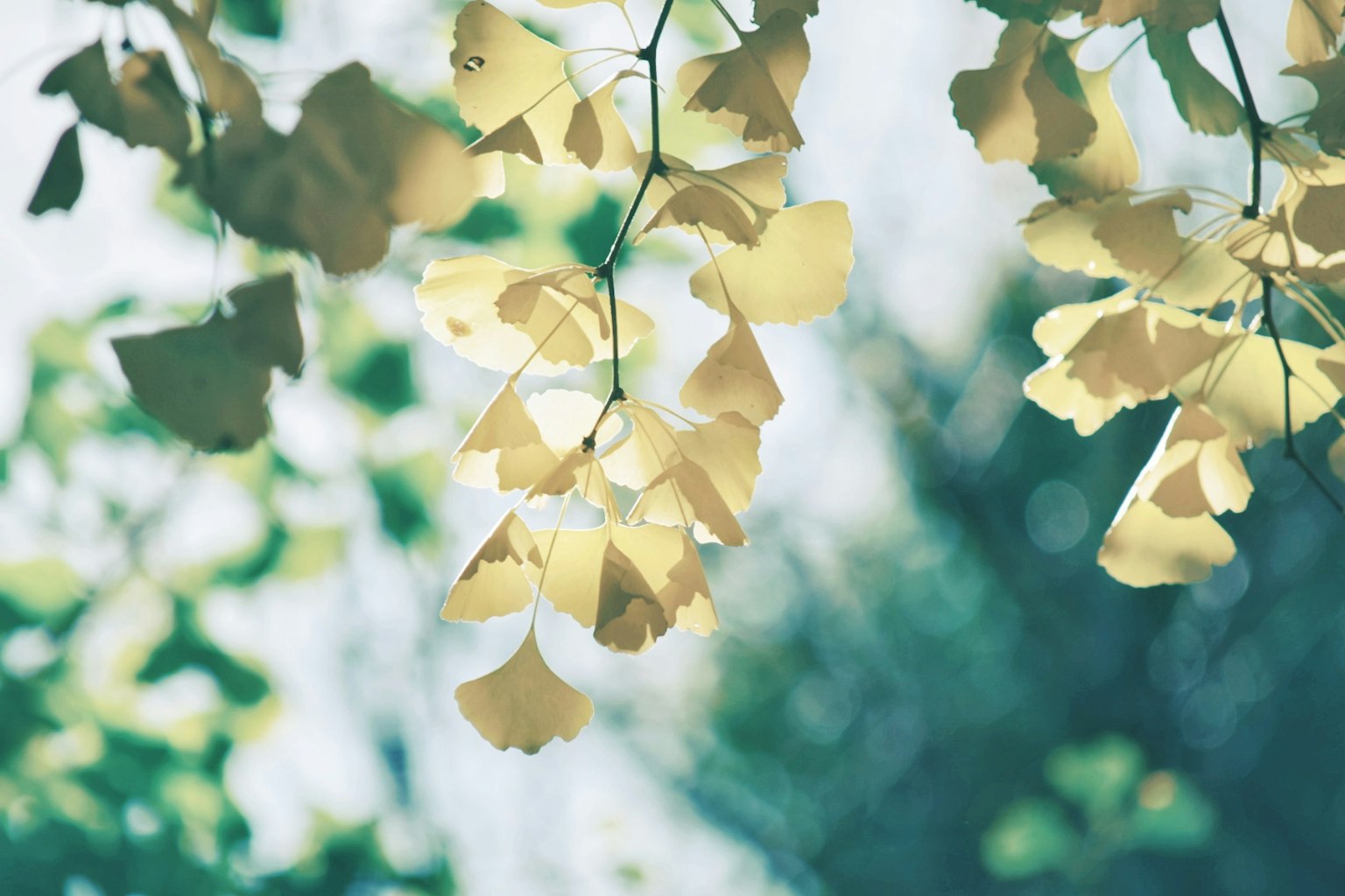 Cận cảnh lá ginkgo trên nền mềm mại