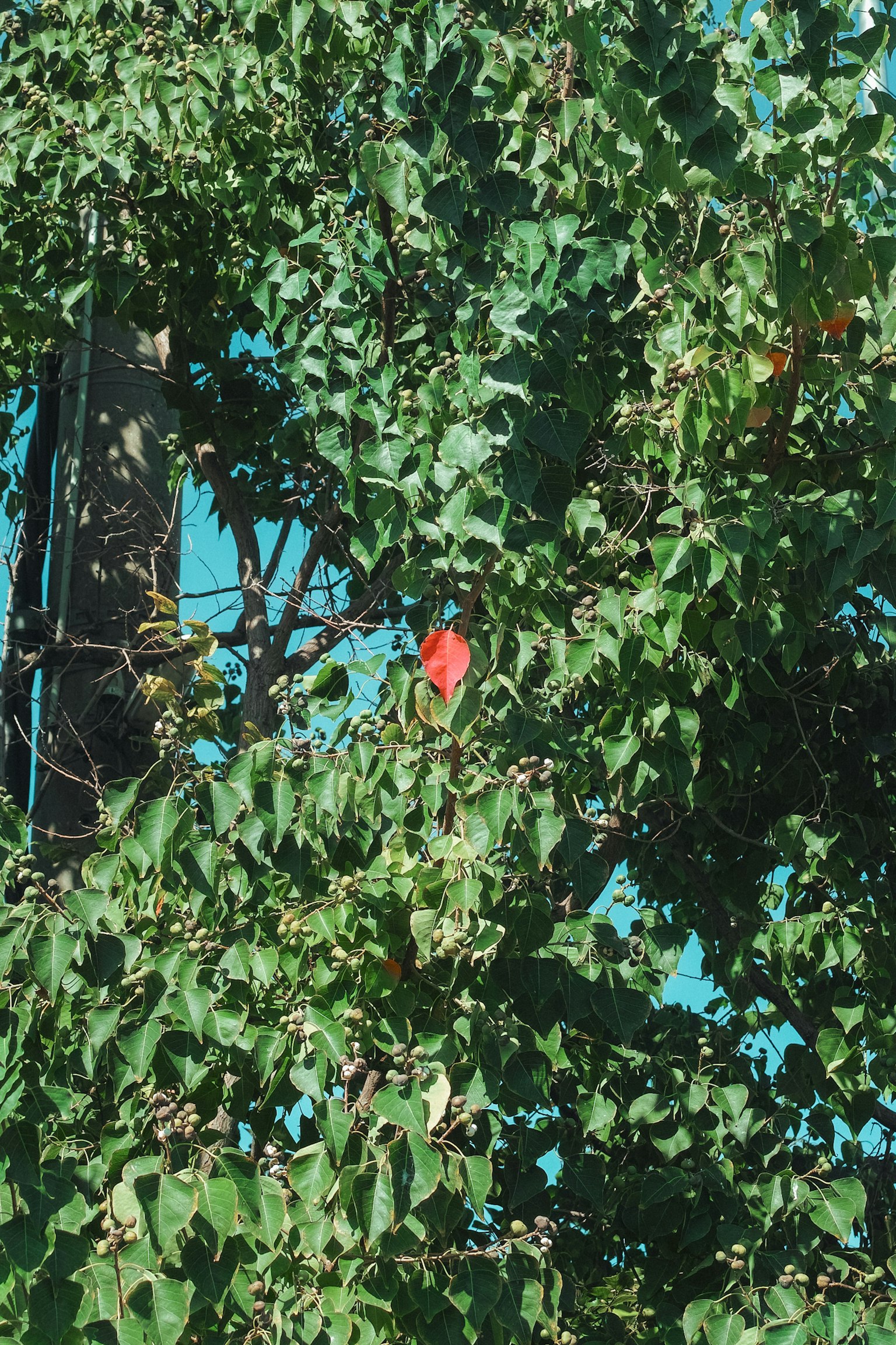 Satu buah merah terlihat di antara daun hijau di pohon di bawah langit biru