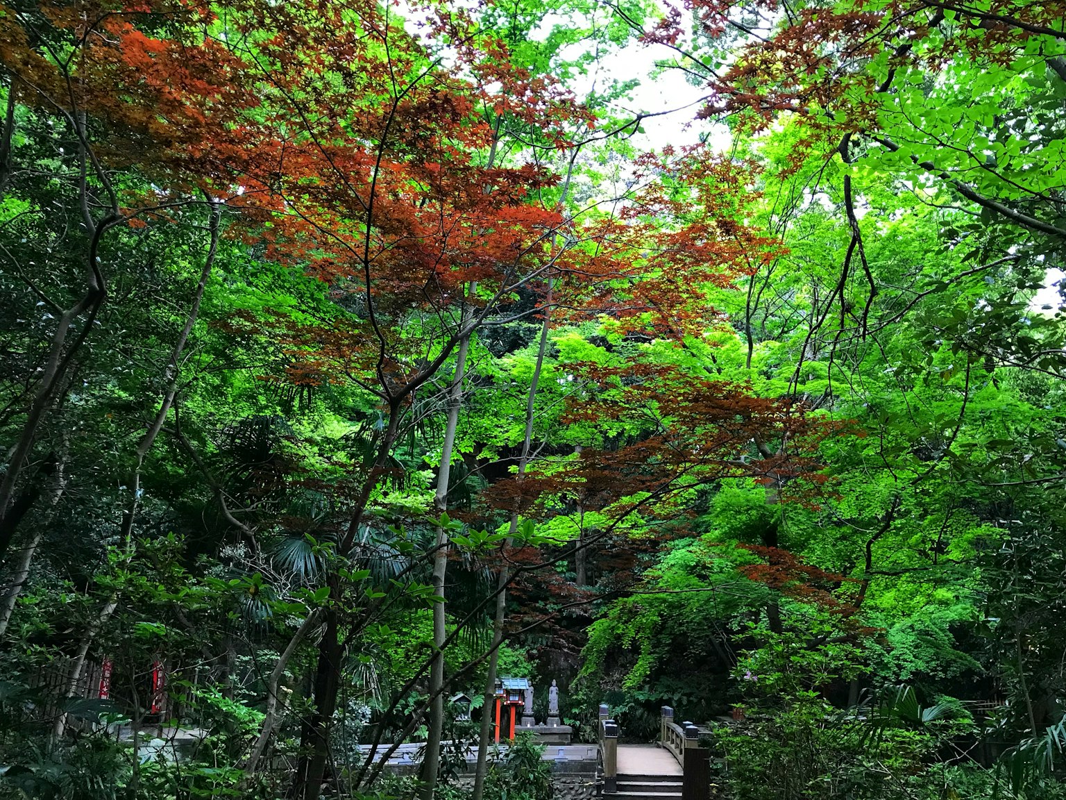 Scena forestale serena circondata da fogliame verde e rosso