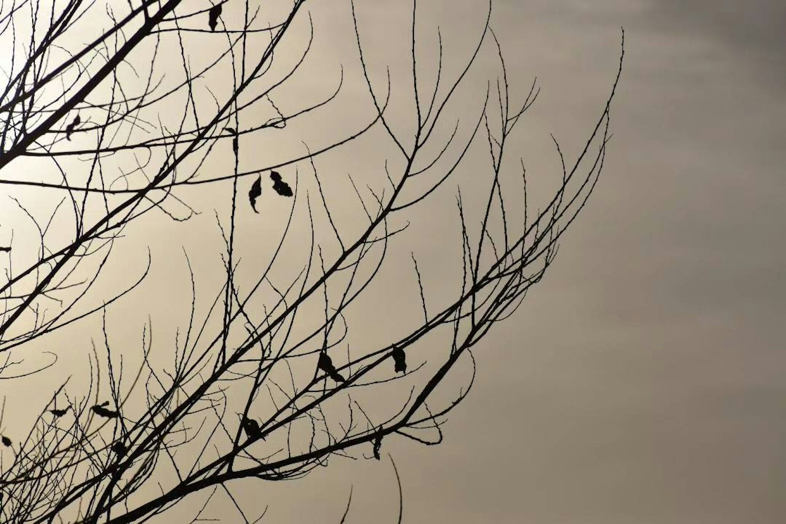Siluetas de aves posadas en ramas de árboles desnudos en invierno