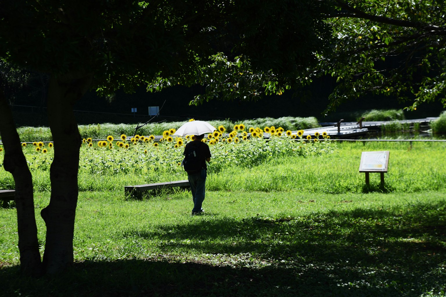 Person walking with an umbrella in a park with sunflowers in the background