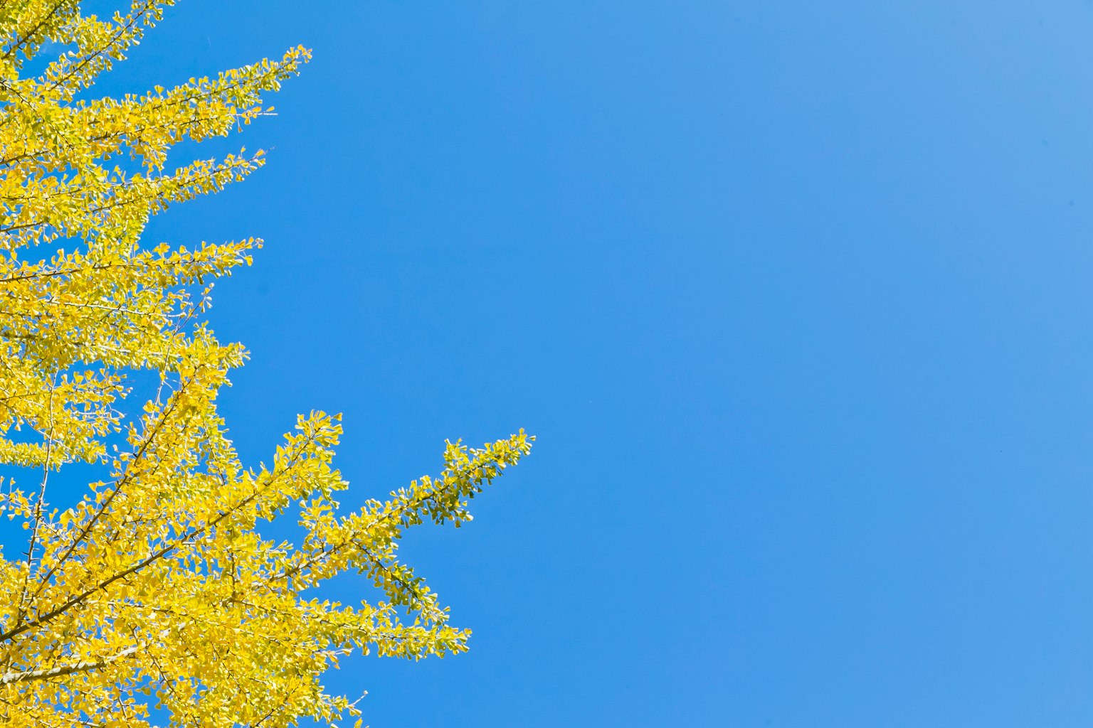 Gelbe Ginkgoblätter vor einem klaren blauen Himmel