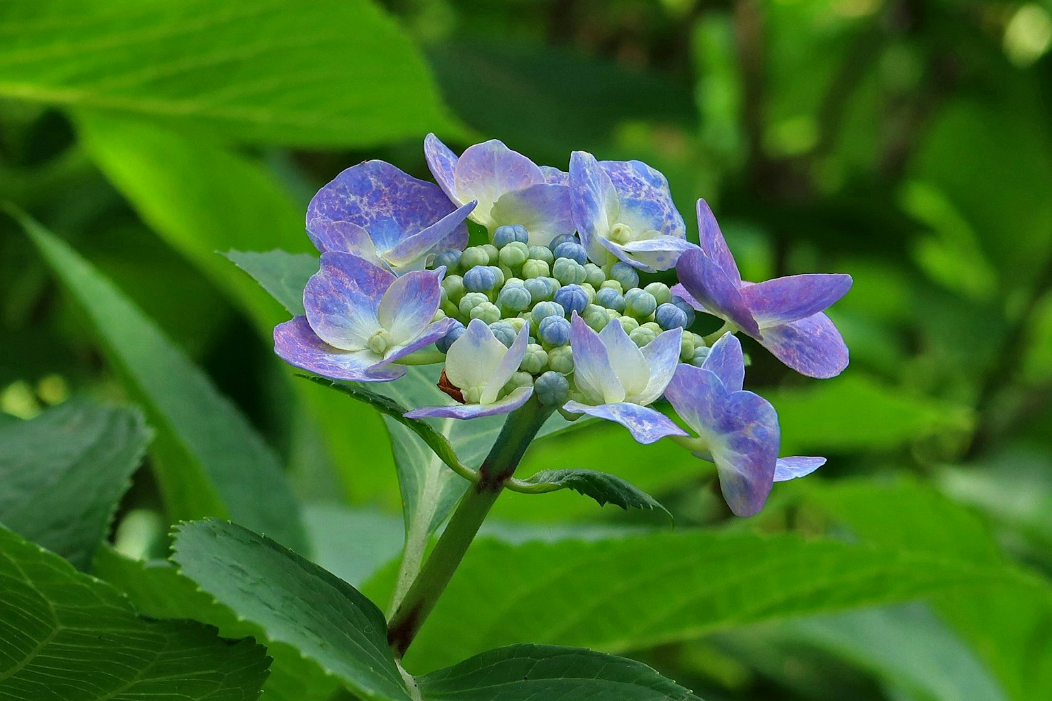 A blue-purple flower blooming among green leaves