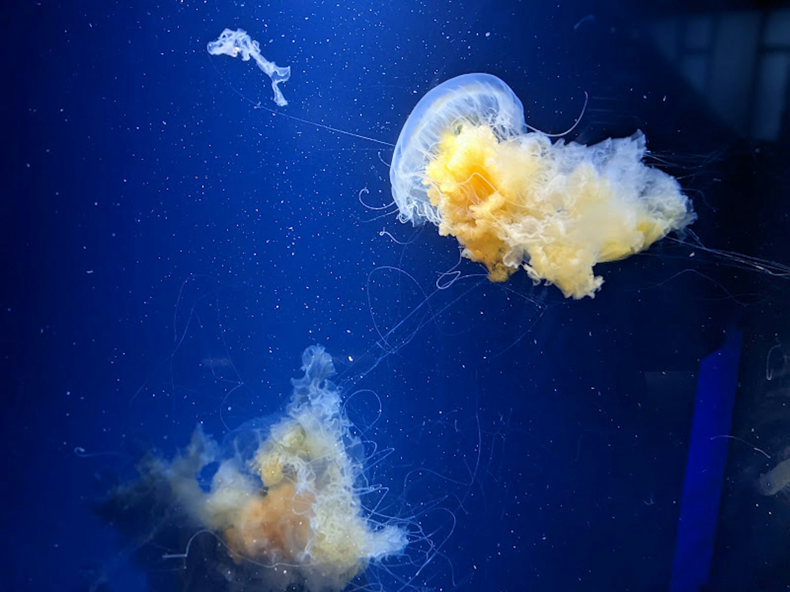 Meduse e colonie arancioni che fluttuano in acqua blu