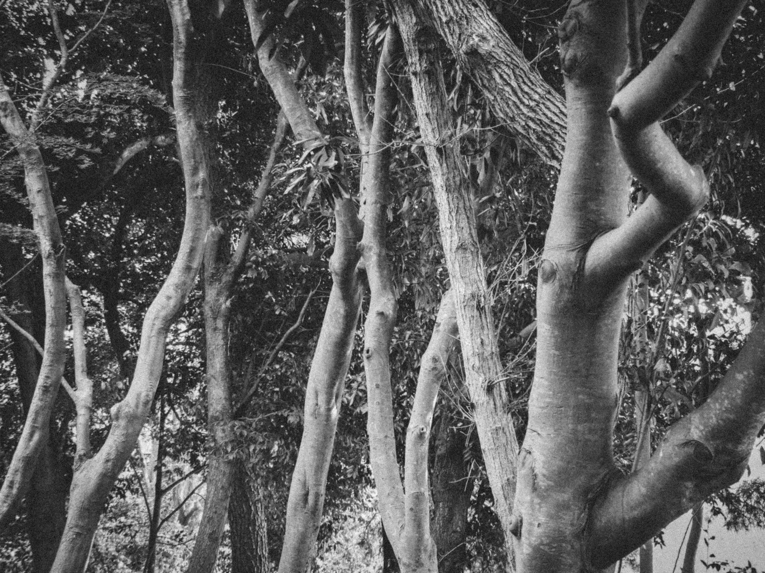 Paisaje en blanco y negro con troncos de árboles en un bosque
