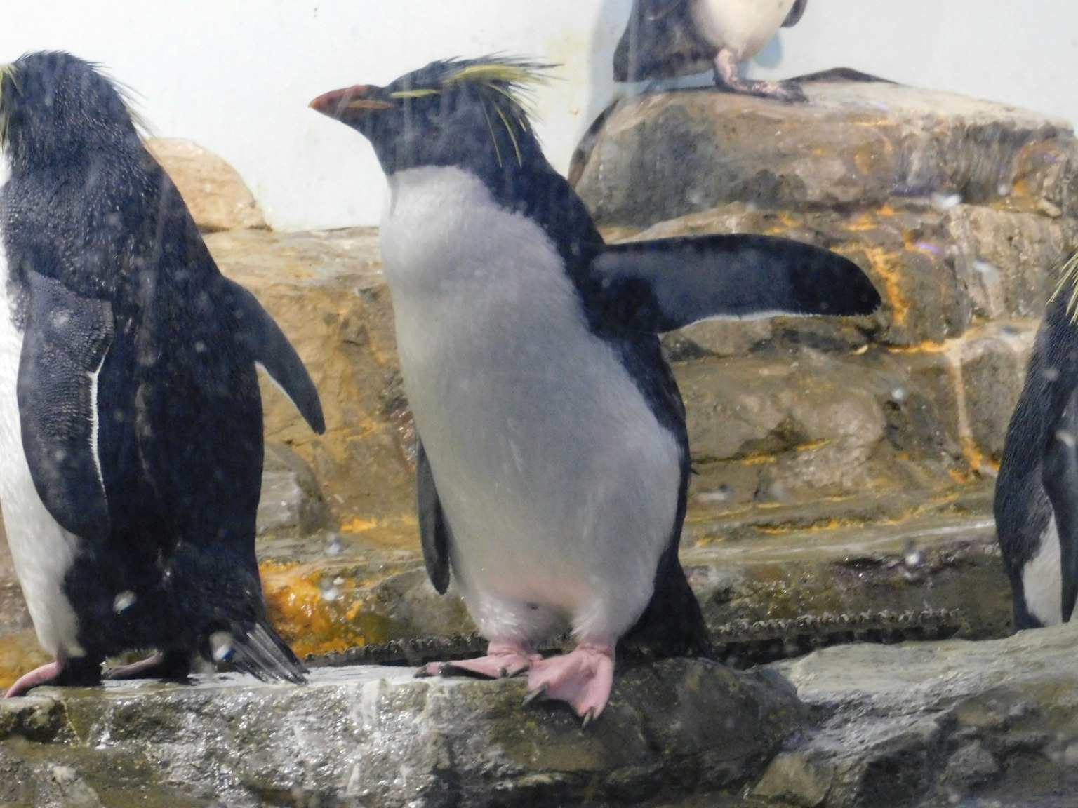 Pinguin steht auf Felsen mit einem ausgestreckten Flügel in einer Gruppe von Pinguinen