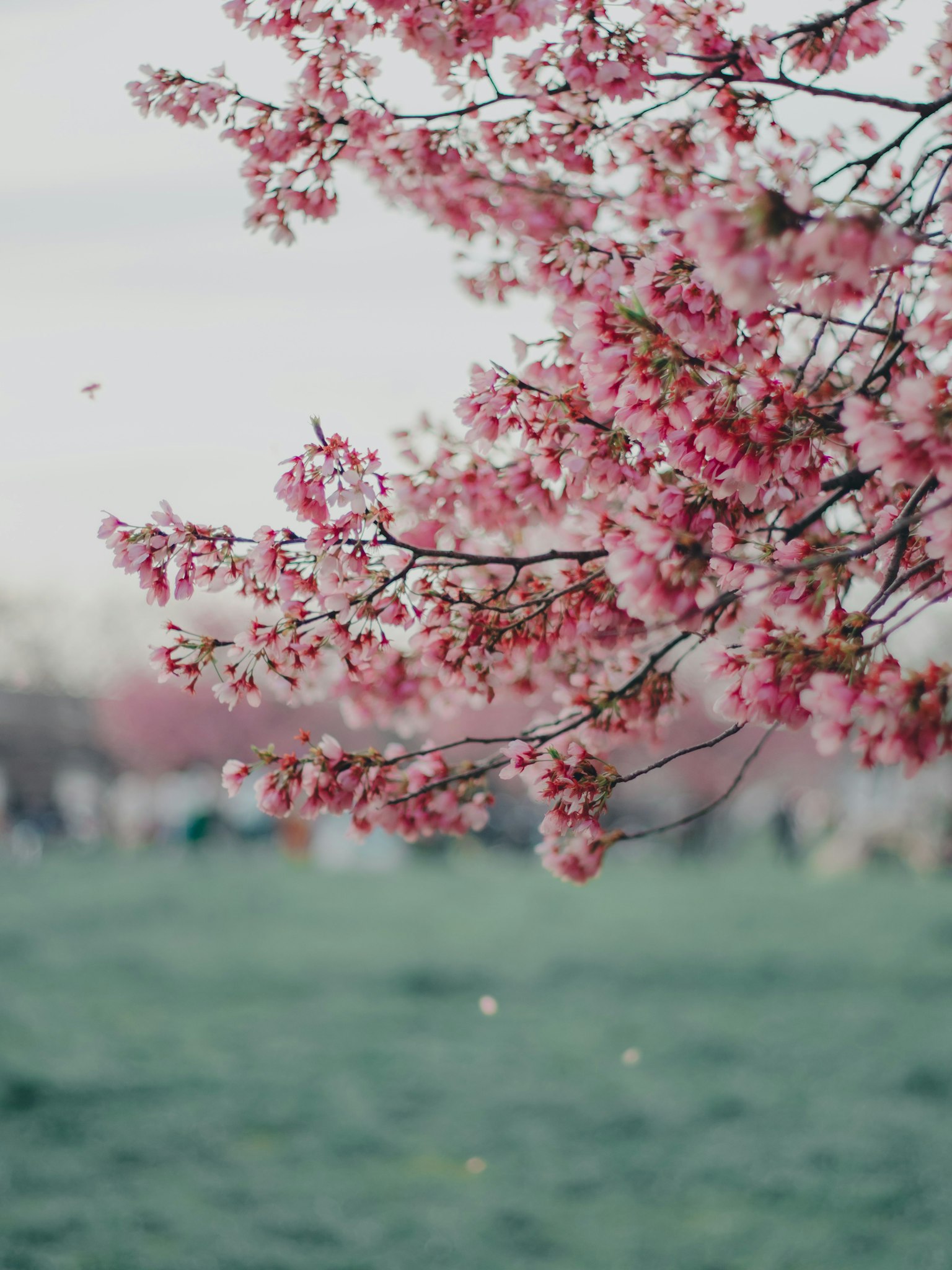 Close-up of cherry blossom branches with pink flowers green grass in the background and blurred people