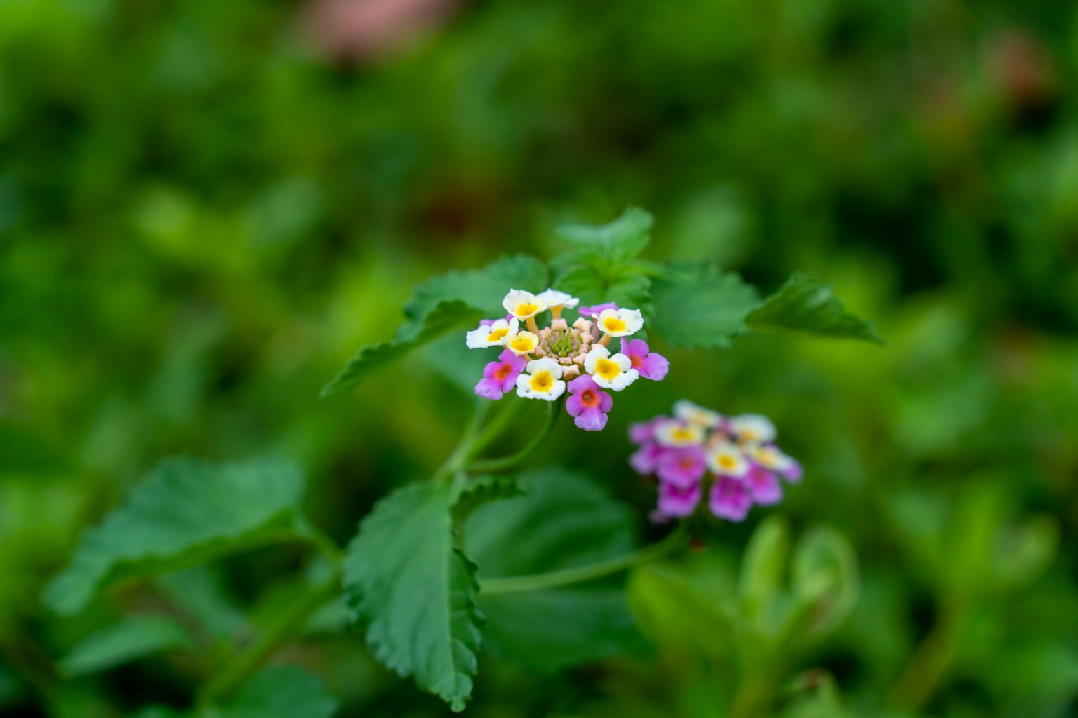 ดอกลันตานาสีสันสดใสที่บานอยู่บนพื้นหลังสีเขียว