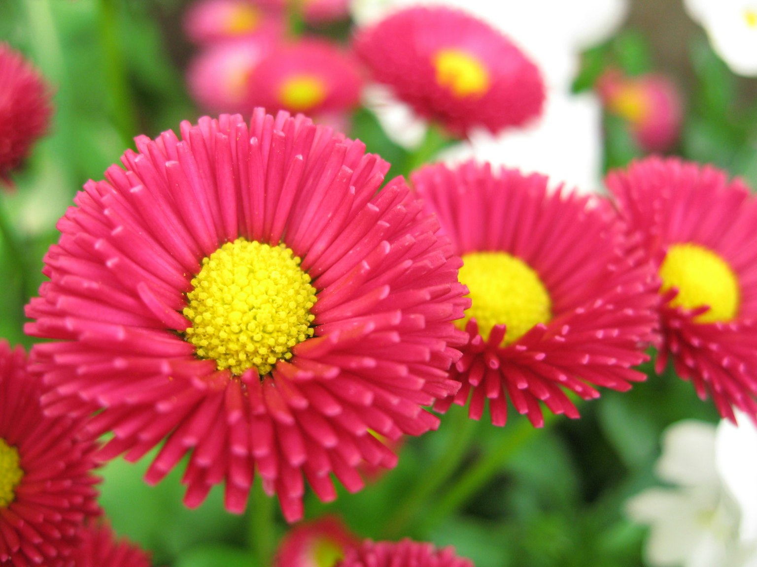 Close-up bunga pink cerah dengan pusat kuning