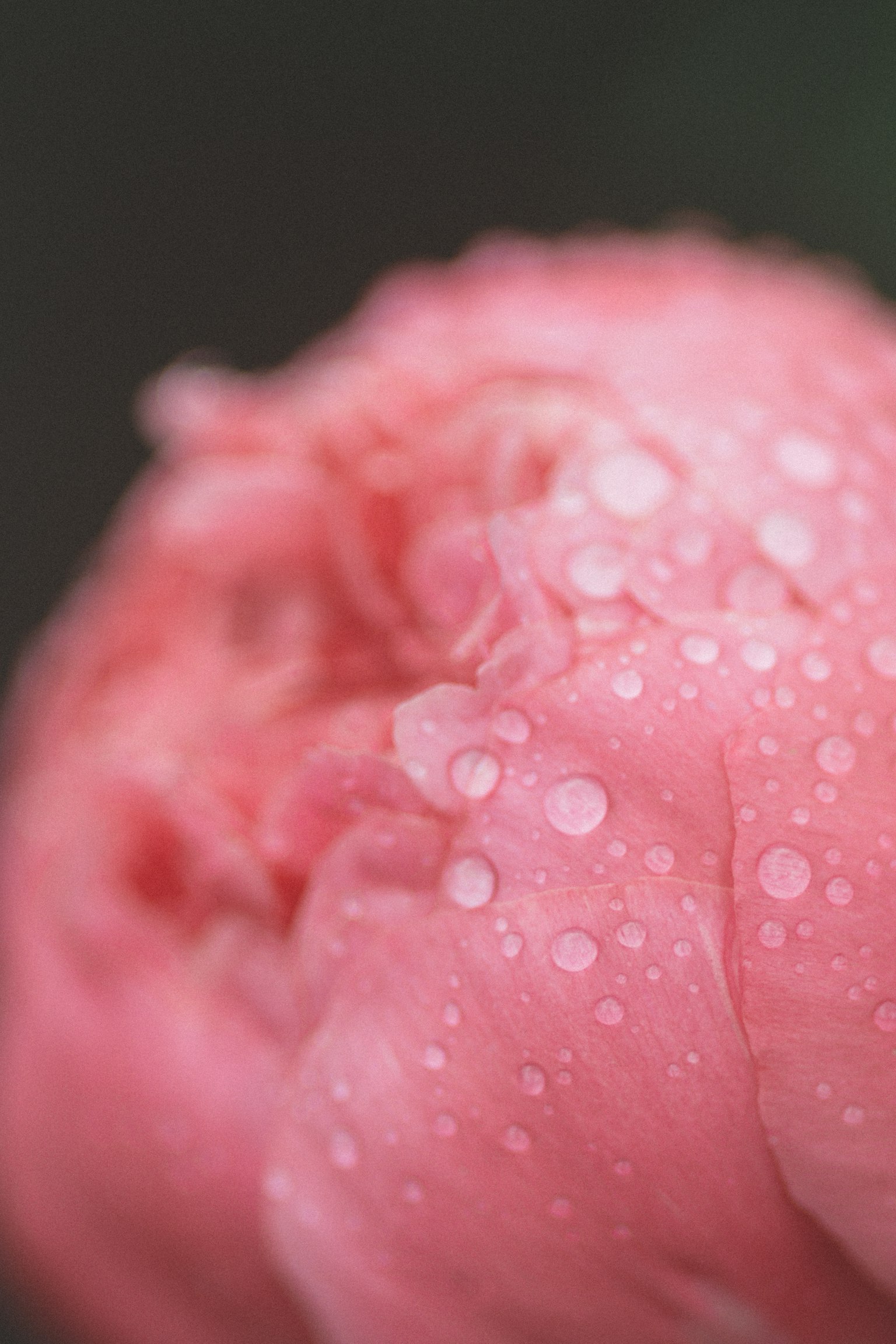 Close-up of pink flower petals with water droplets