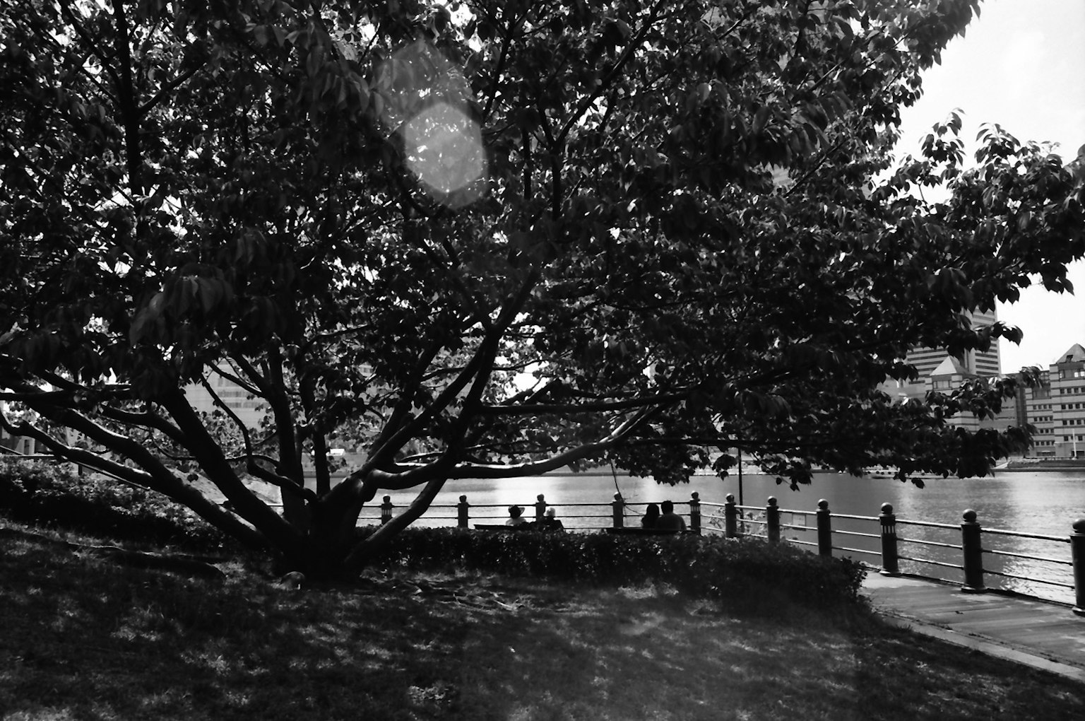Large tree in a park by the river in black and white photo creating a tranquil atmosphere