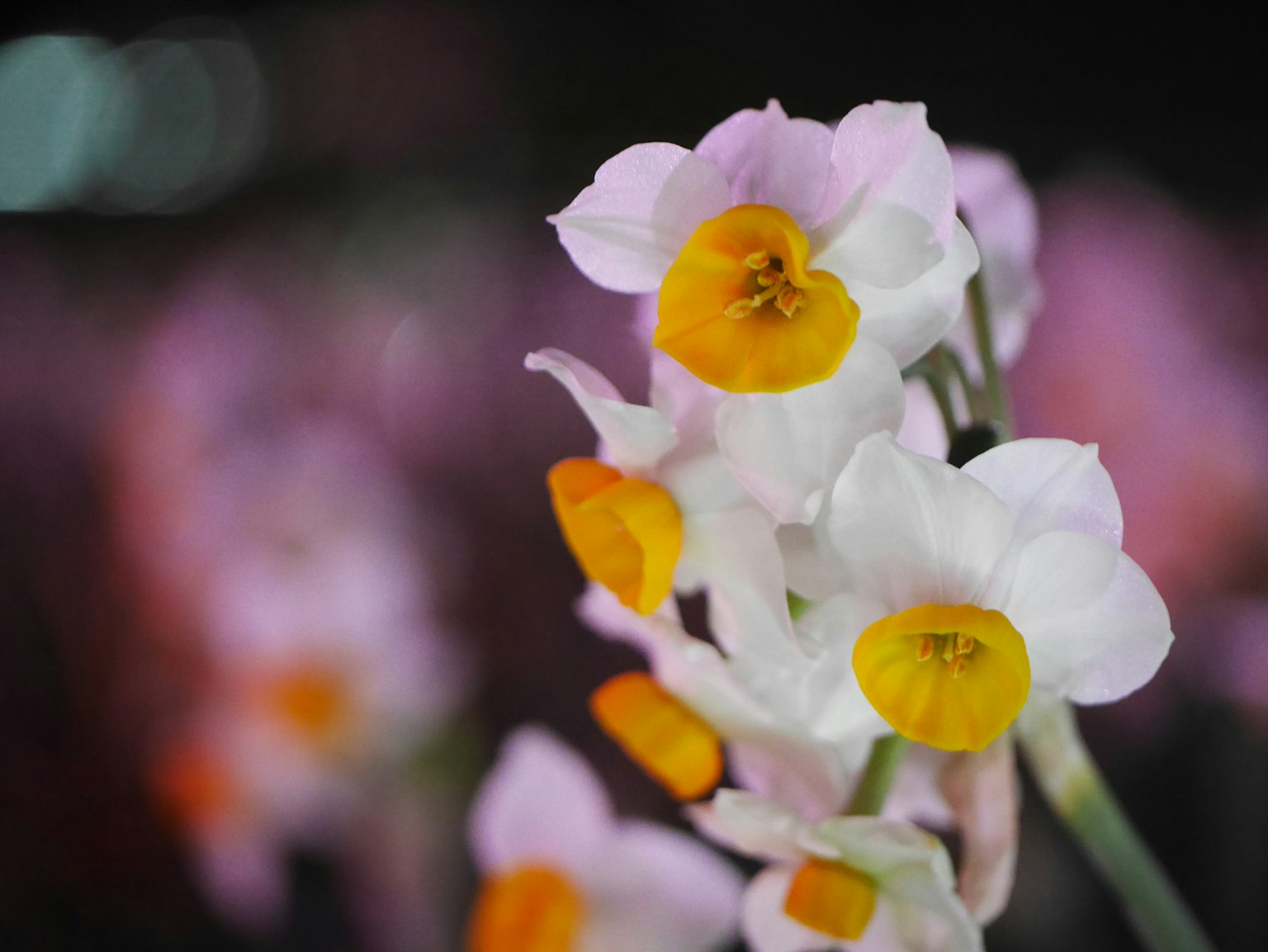 Primo piano di belle orchidee con petali viola e centri gialli