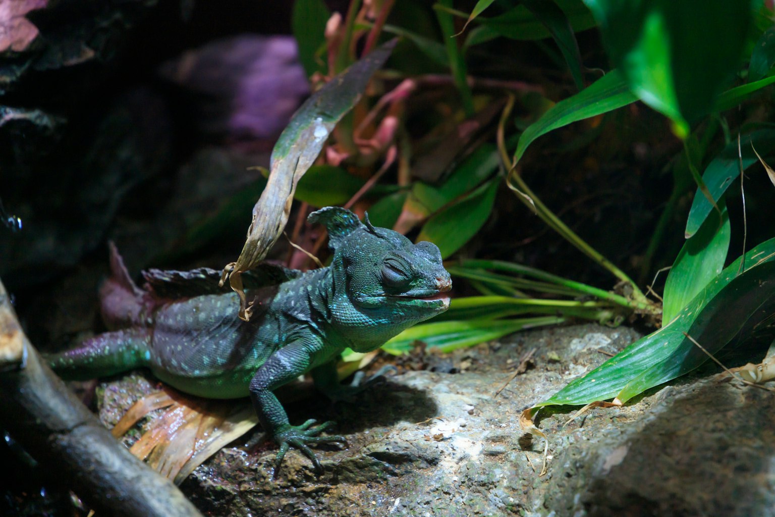 Green lizard nestled among leaves in a natural setting