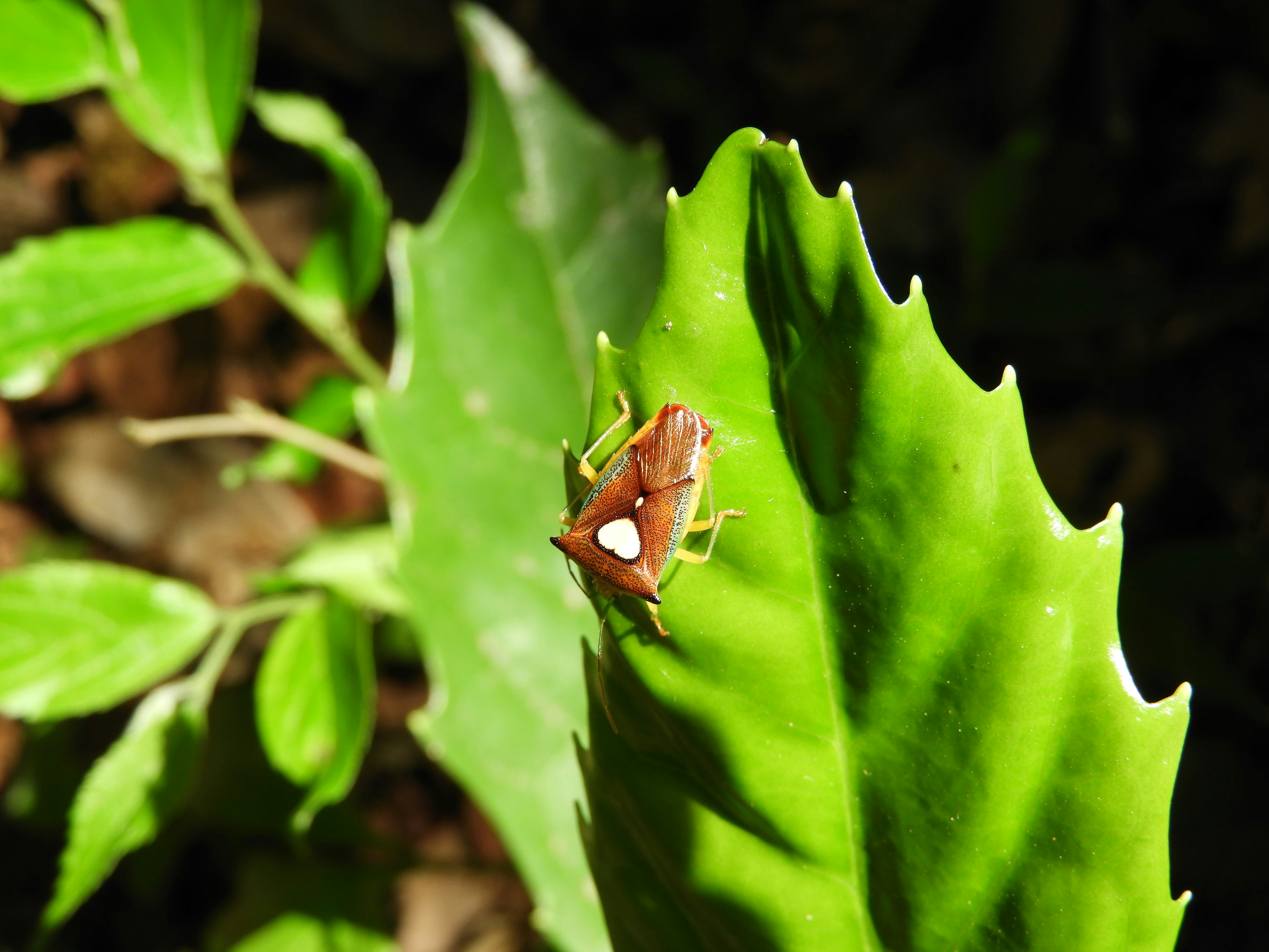 Petit insect brun sur une feuille verte