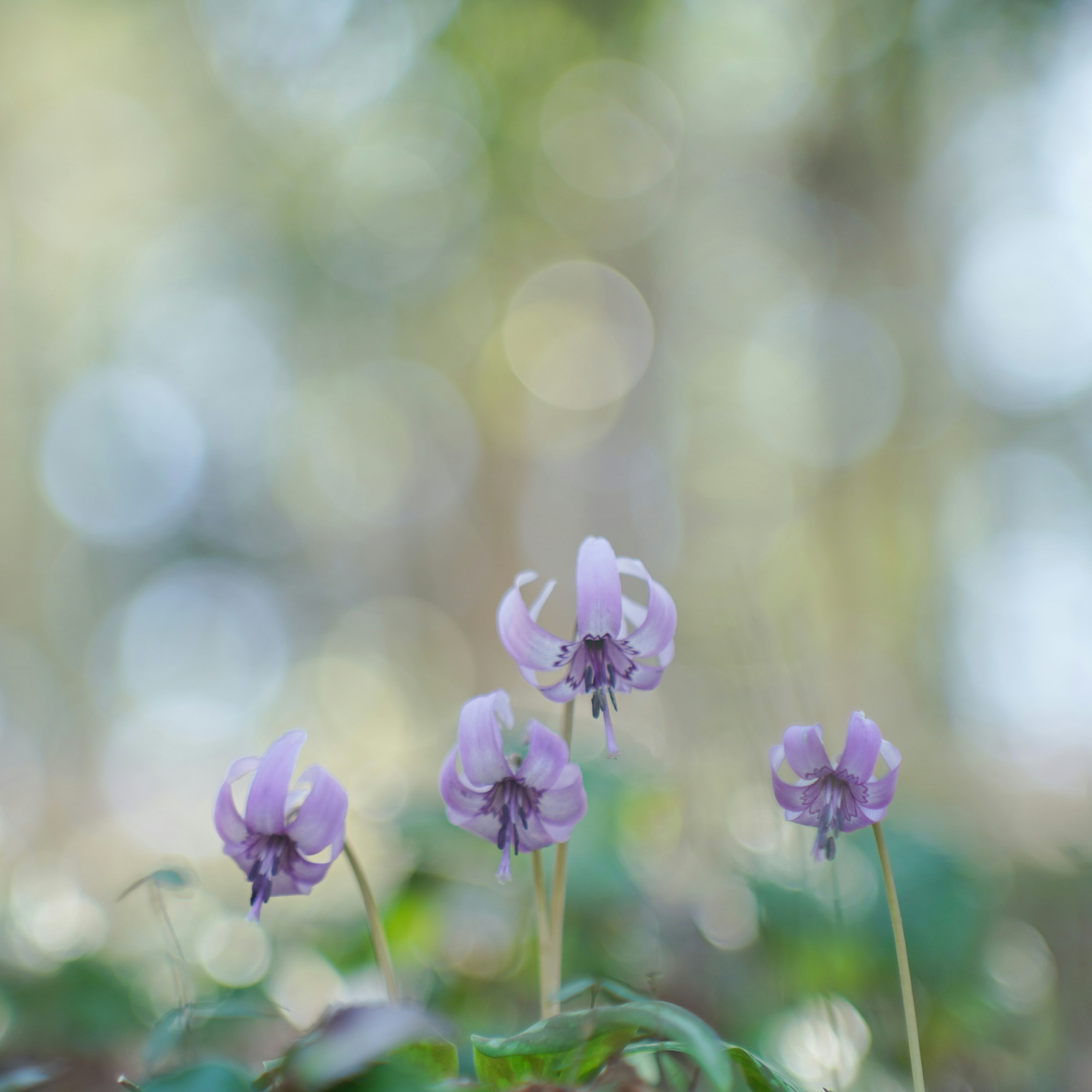 淡いボケの中で咲く紫の花