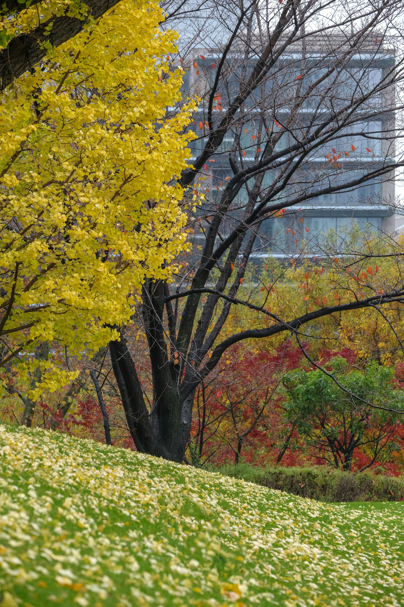 Herbstlandschaft mit einem gelbblättrigen Baum und einem modernen Gebäude im Hintergrund