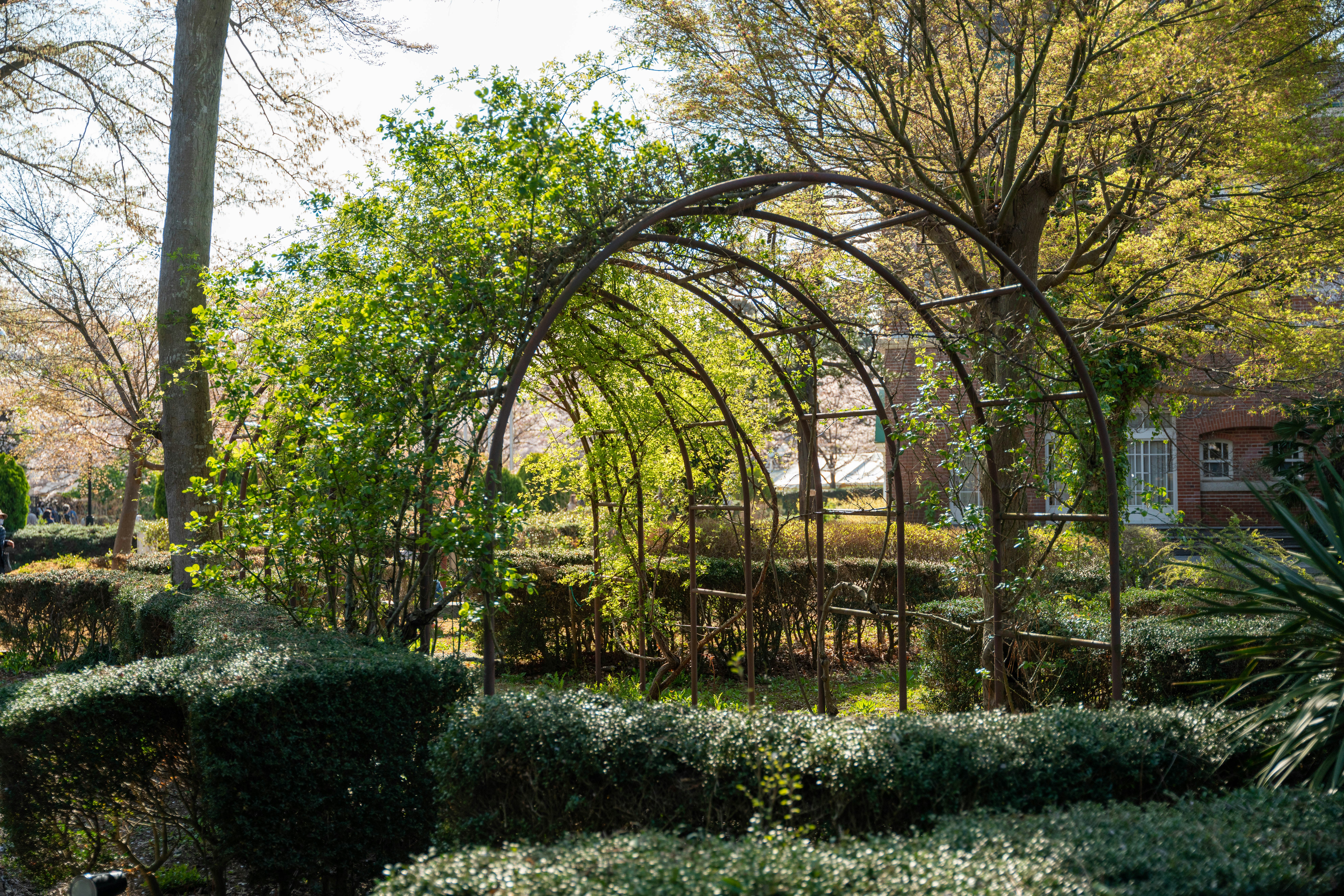 Garden path with hedges and arched metal frames