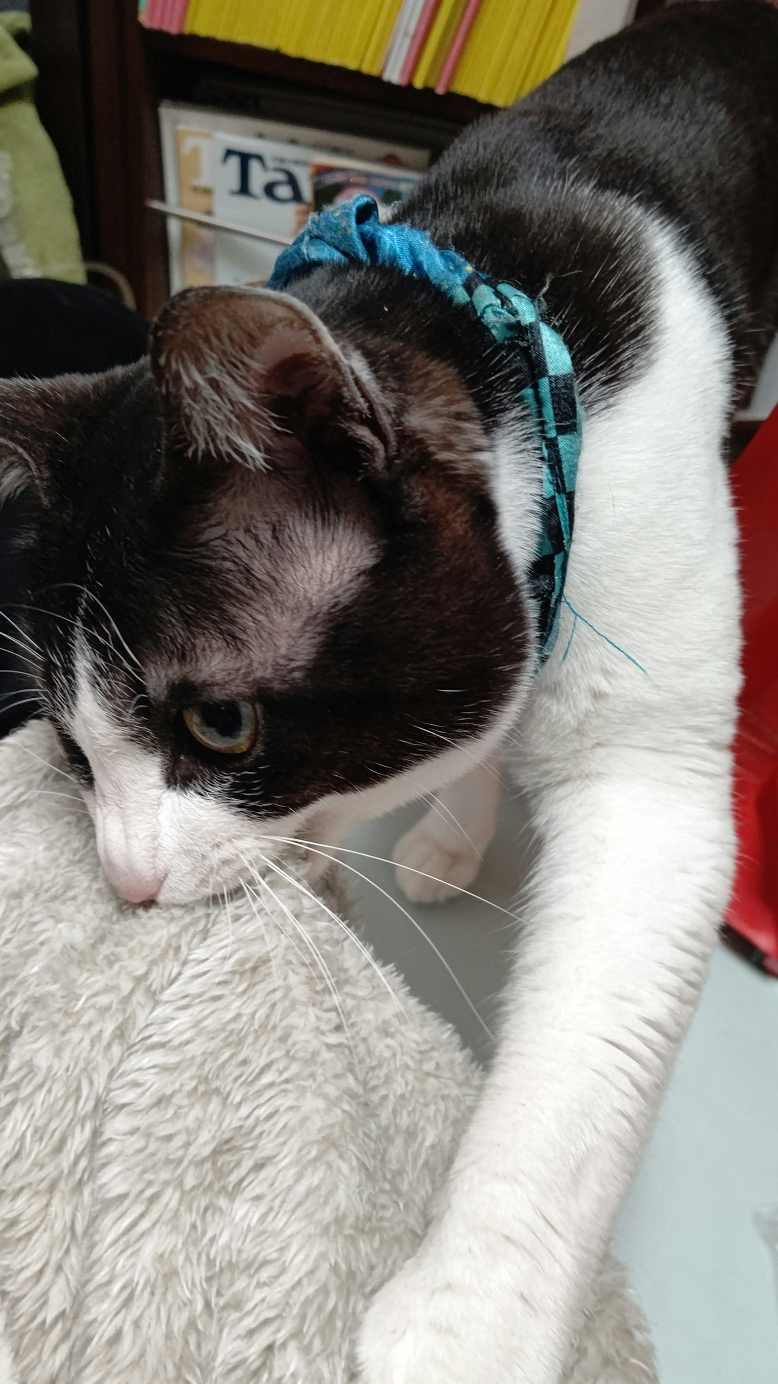파란 하네스를 착용한 흑백 고양이