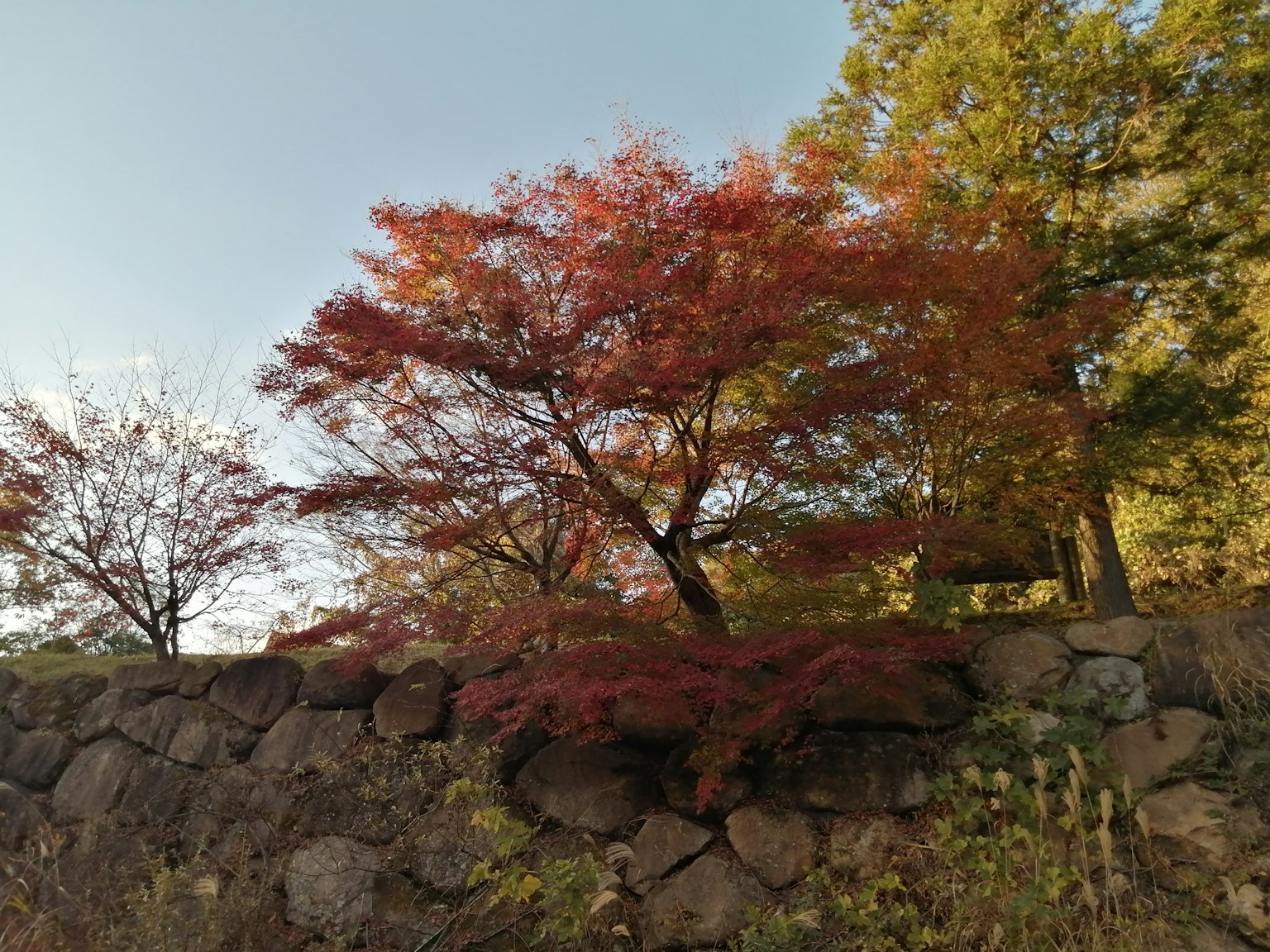 Scenic view featuring a vibrant red maple tree beside a stone wall