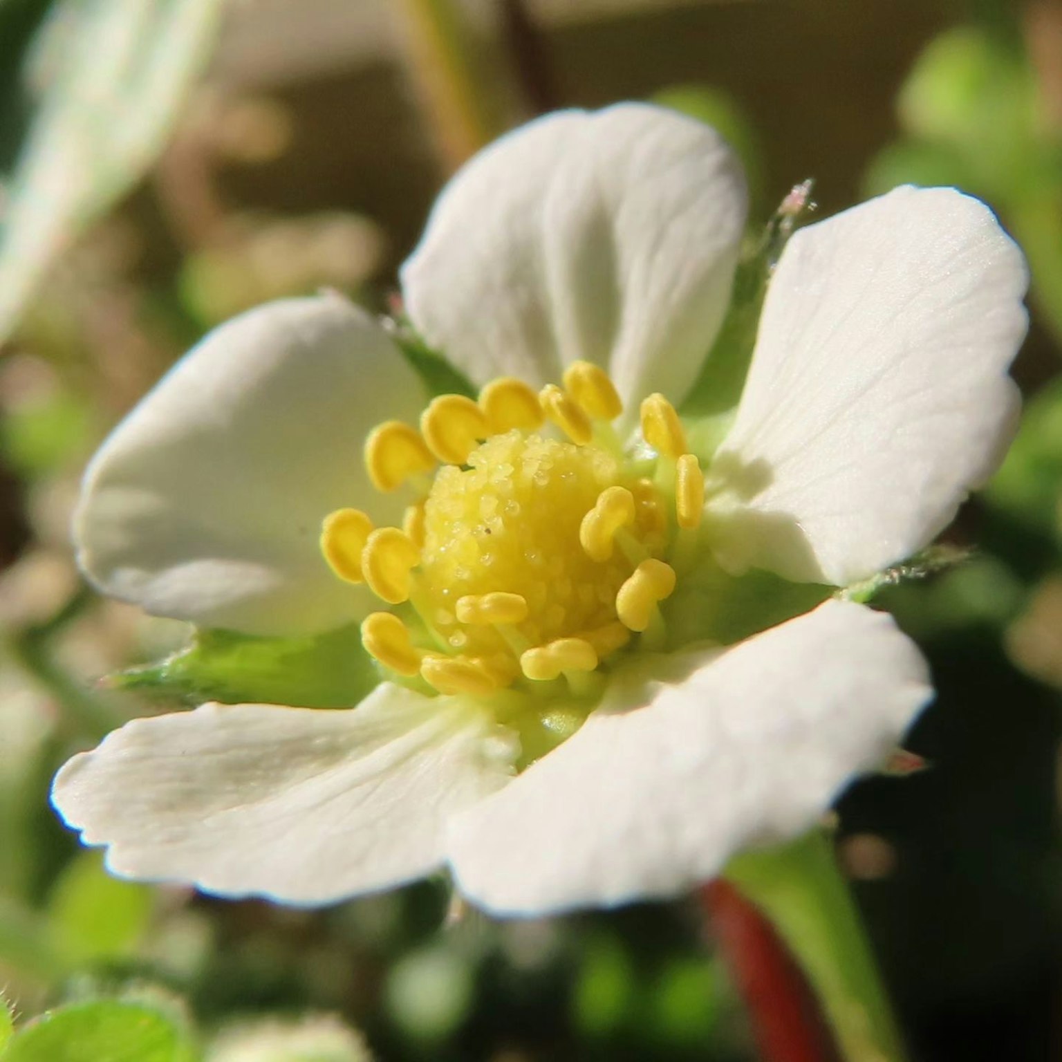 白色草莓花朵与黄色雄蕊和绿色叶子