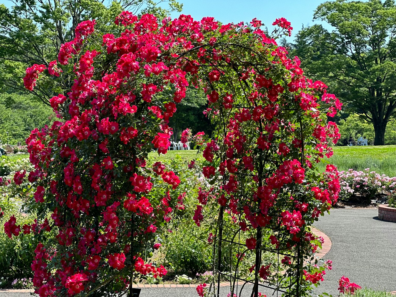 Arco cubierto de rosas rojas vibrantes en un jardín