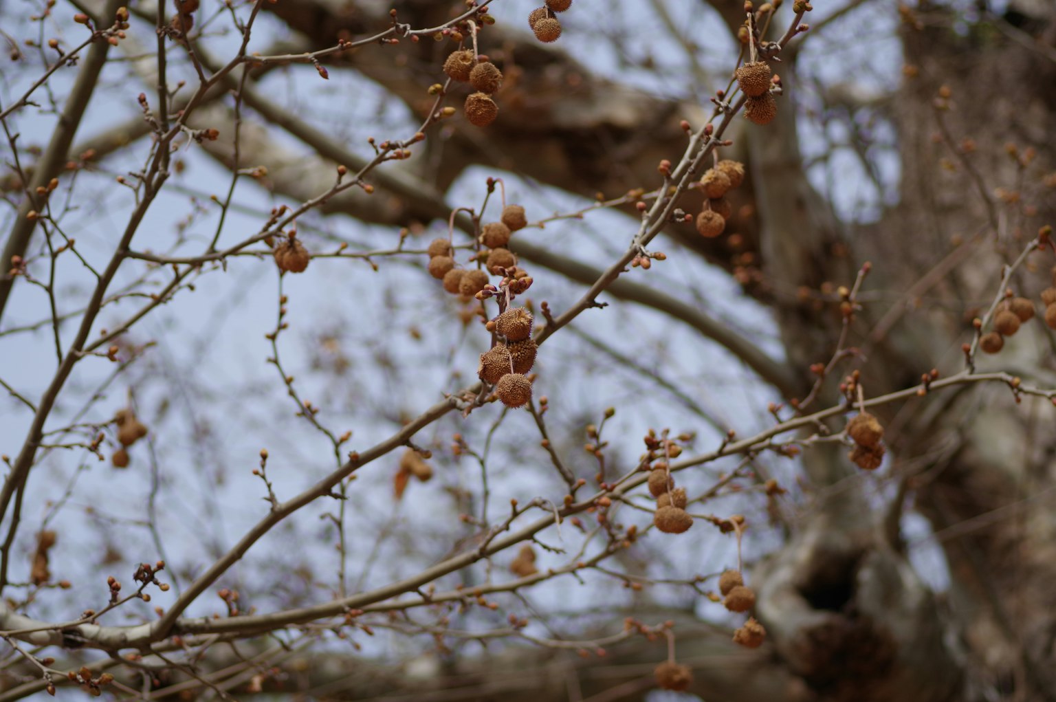 Piccoli frutti appesi ai rami secchi di un albero