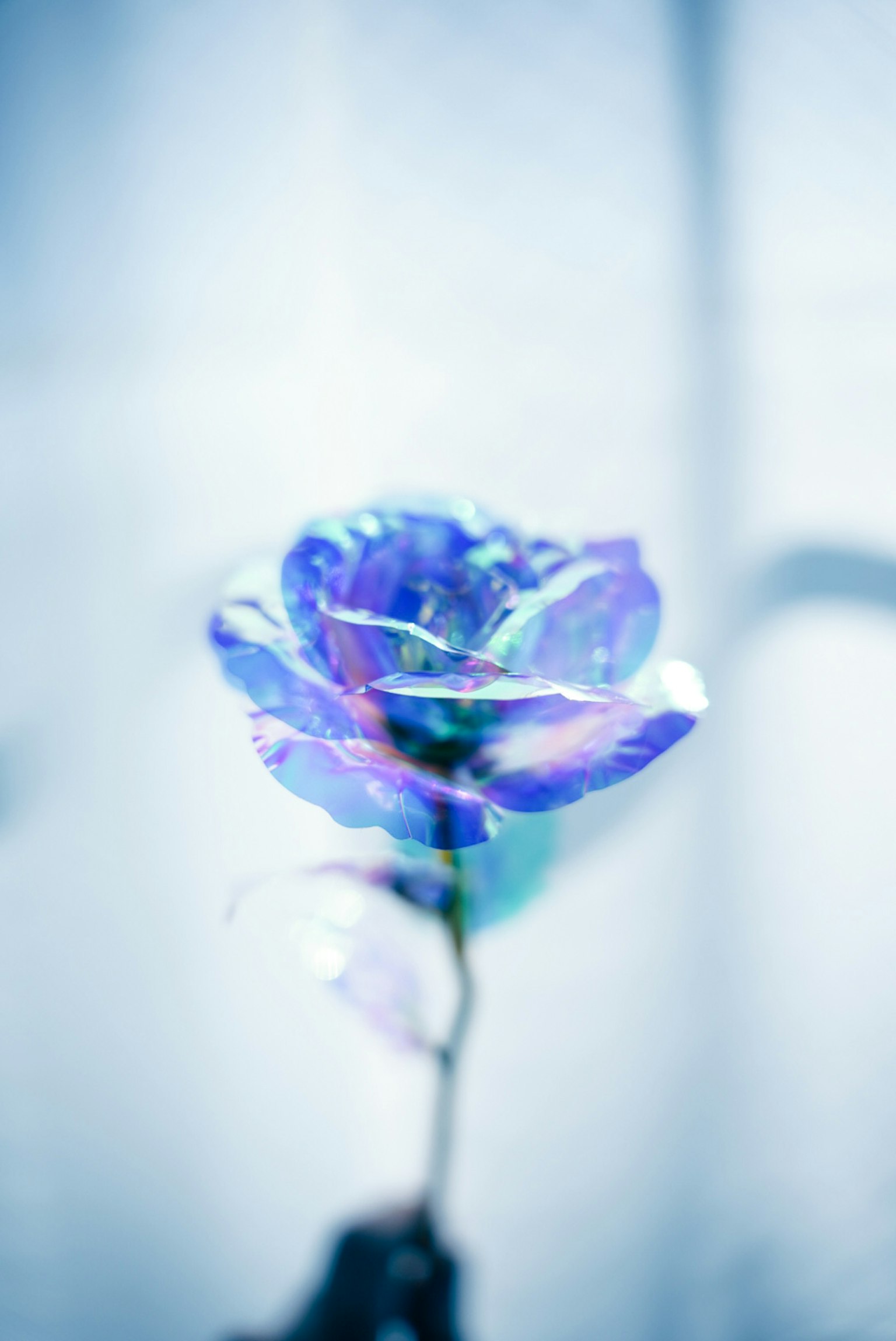 青いバラの花が淡い背景に浮かぶ