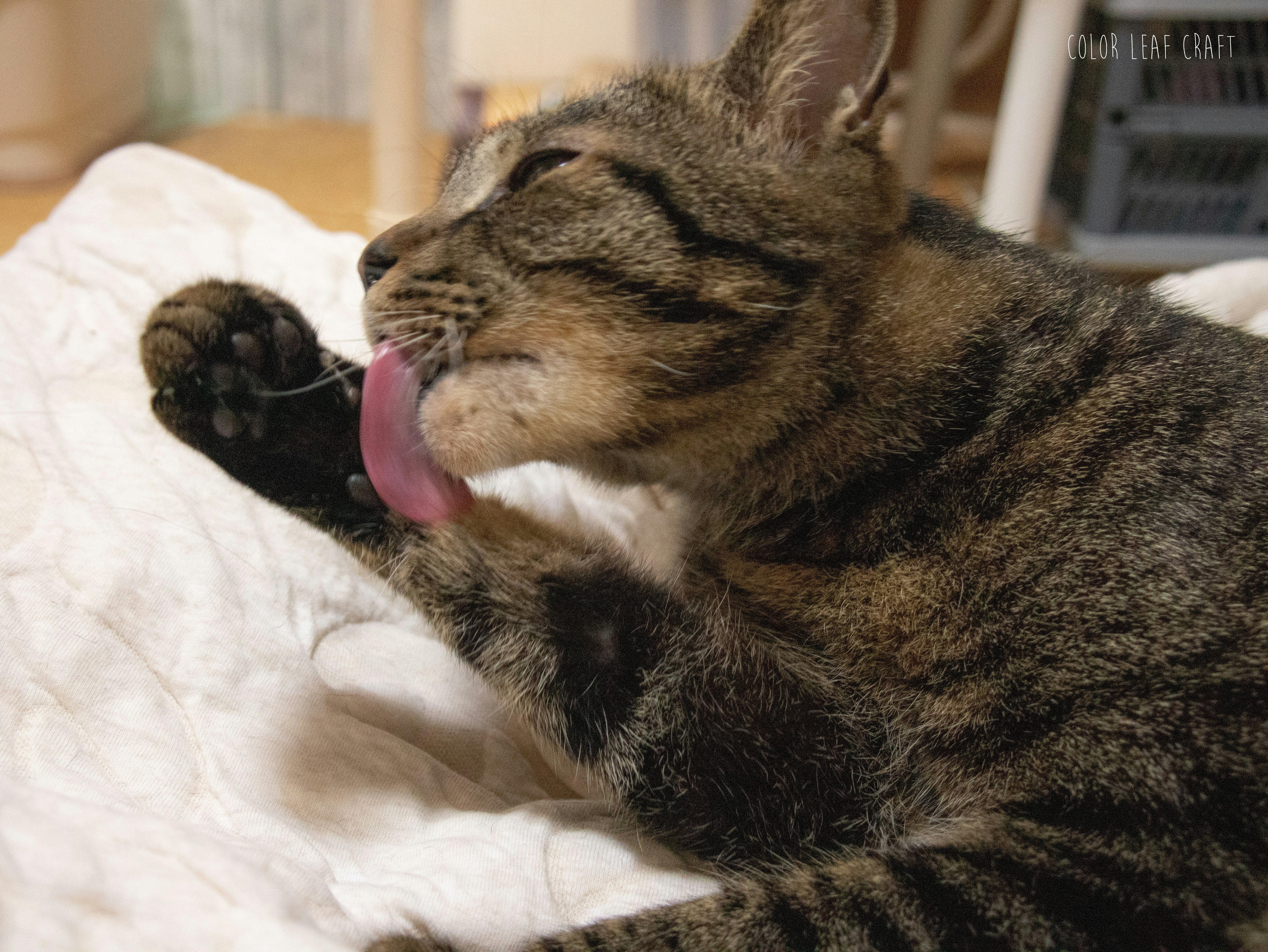 一只猫在舔它的前爪