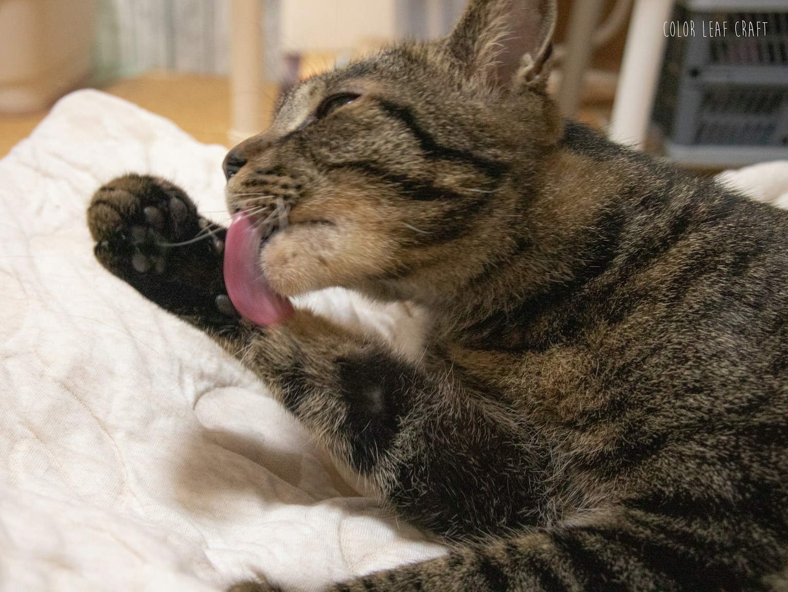 Un chat en train de se lécher la patte avant