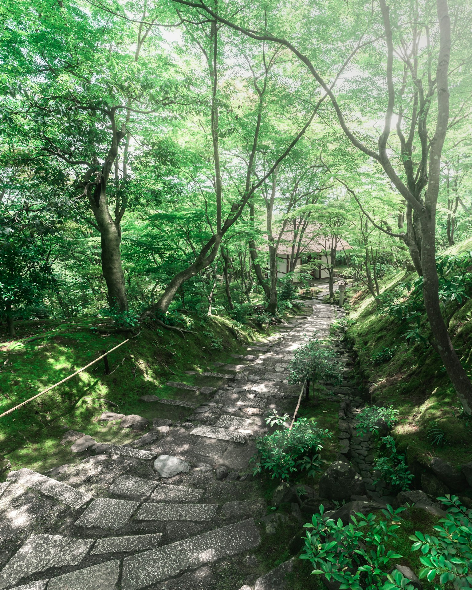 郁郁蔥蔥的花園小徑，背景中可見石階和樹木