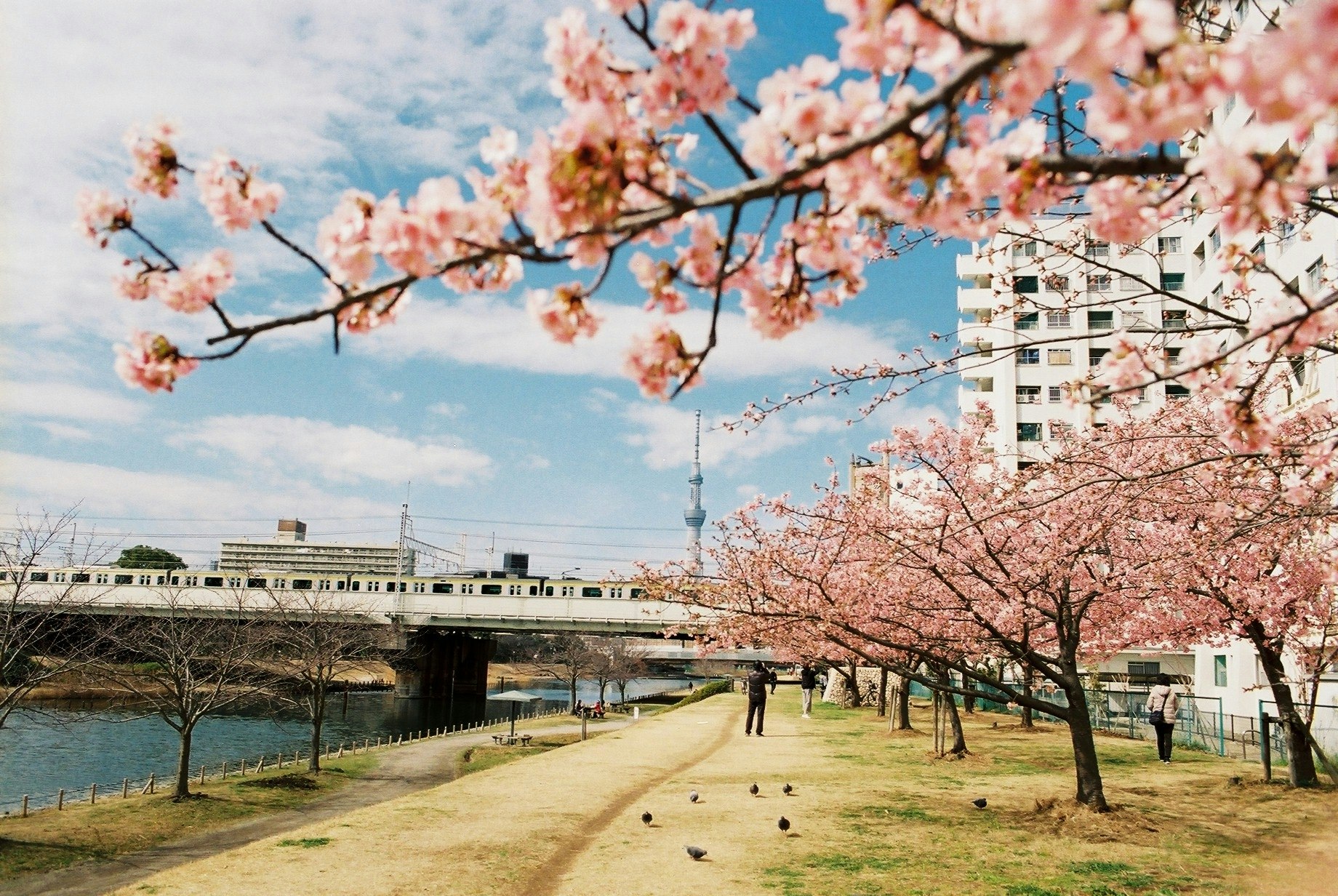 Cherry blossom-lined riverside promenade with distant high-rise apartments