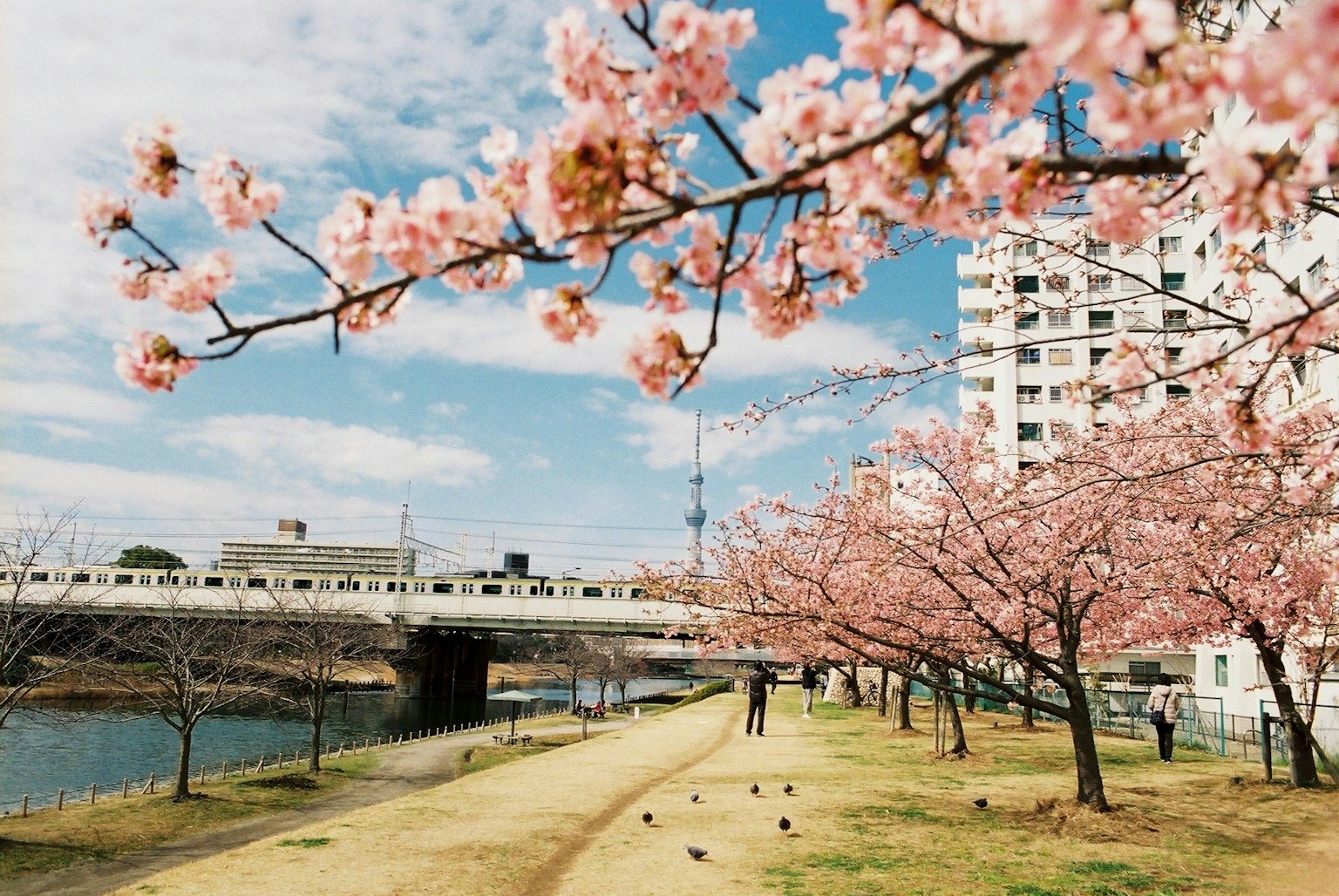 Taman tepi sungai dengan bunga sakura
