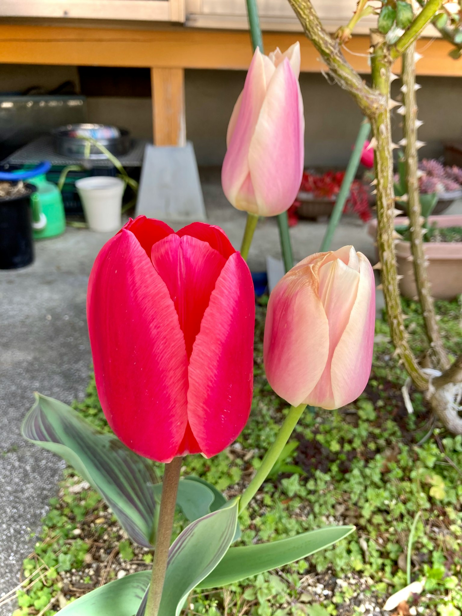 Sebuah tulip merah cerah dengan dua tulip merah muda pudar yang mekar di dekatnya