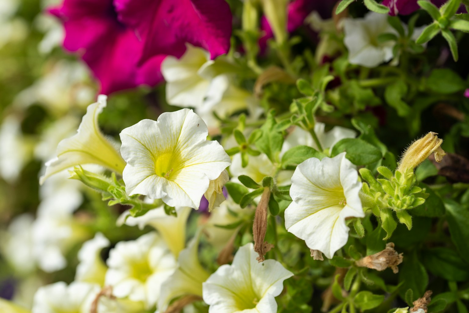 Un vivace insieme di fiori di petunia bianchi accanto a fiori viola vivaci
