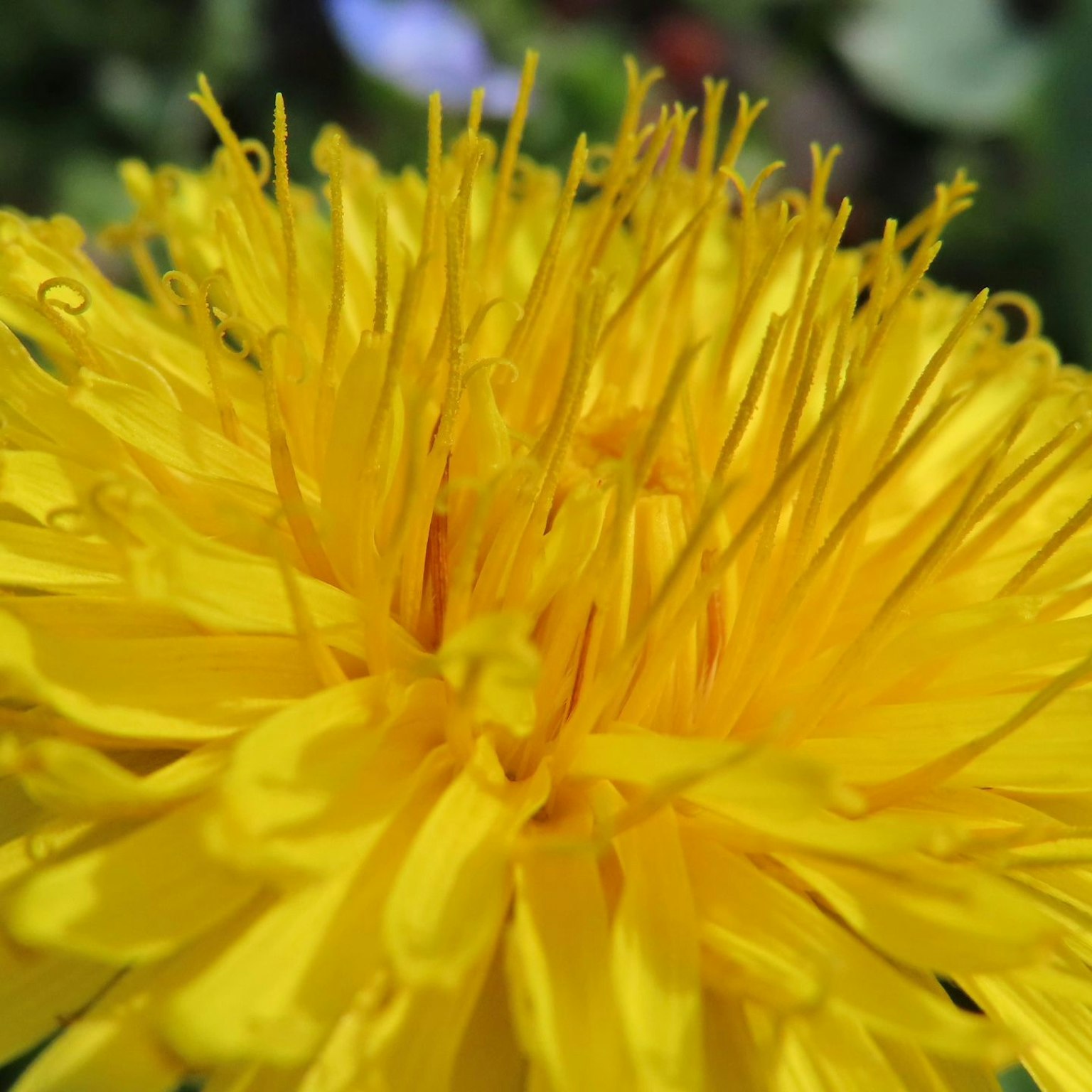 Primo piano di un fiore di dente di leone giallo vivace