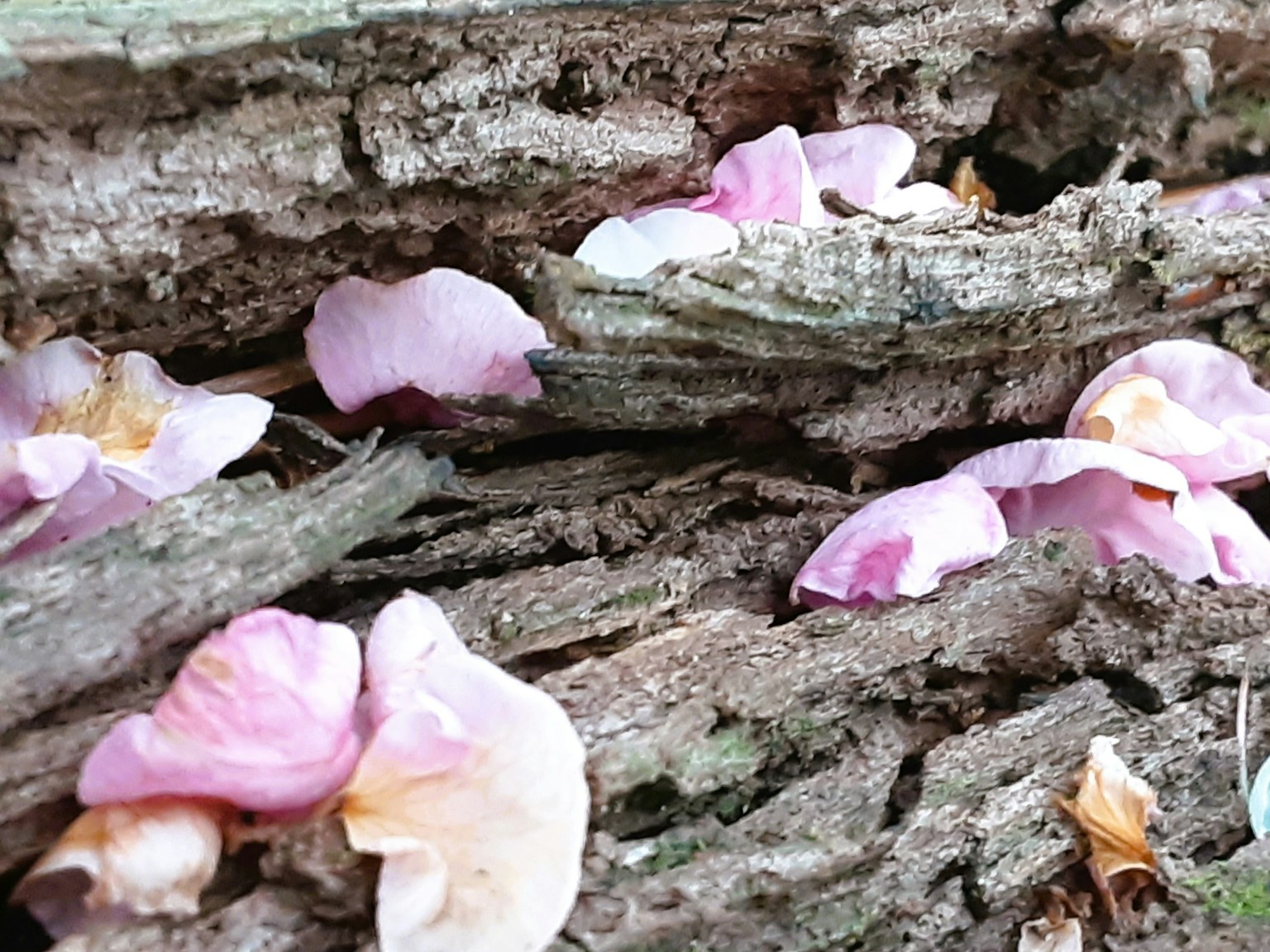 Petal bunga pink lembut tersebar di kulit kayu yang bercorak