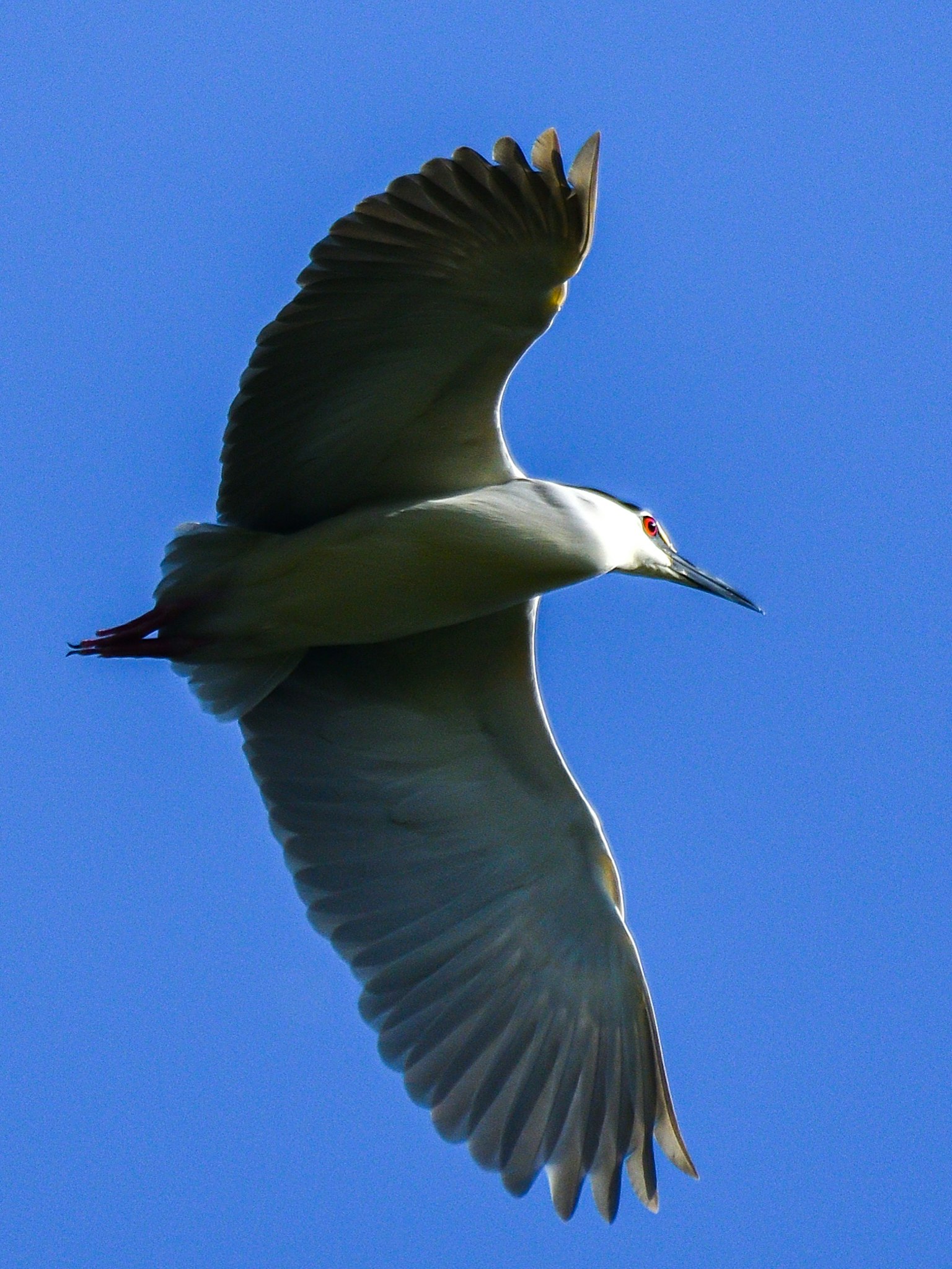 Un airone bianco che vola contro un cielo blu