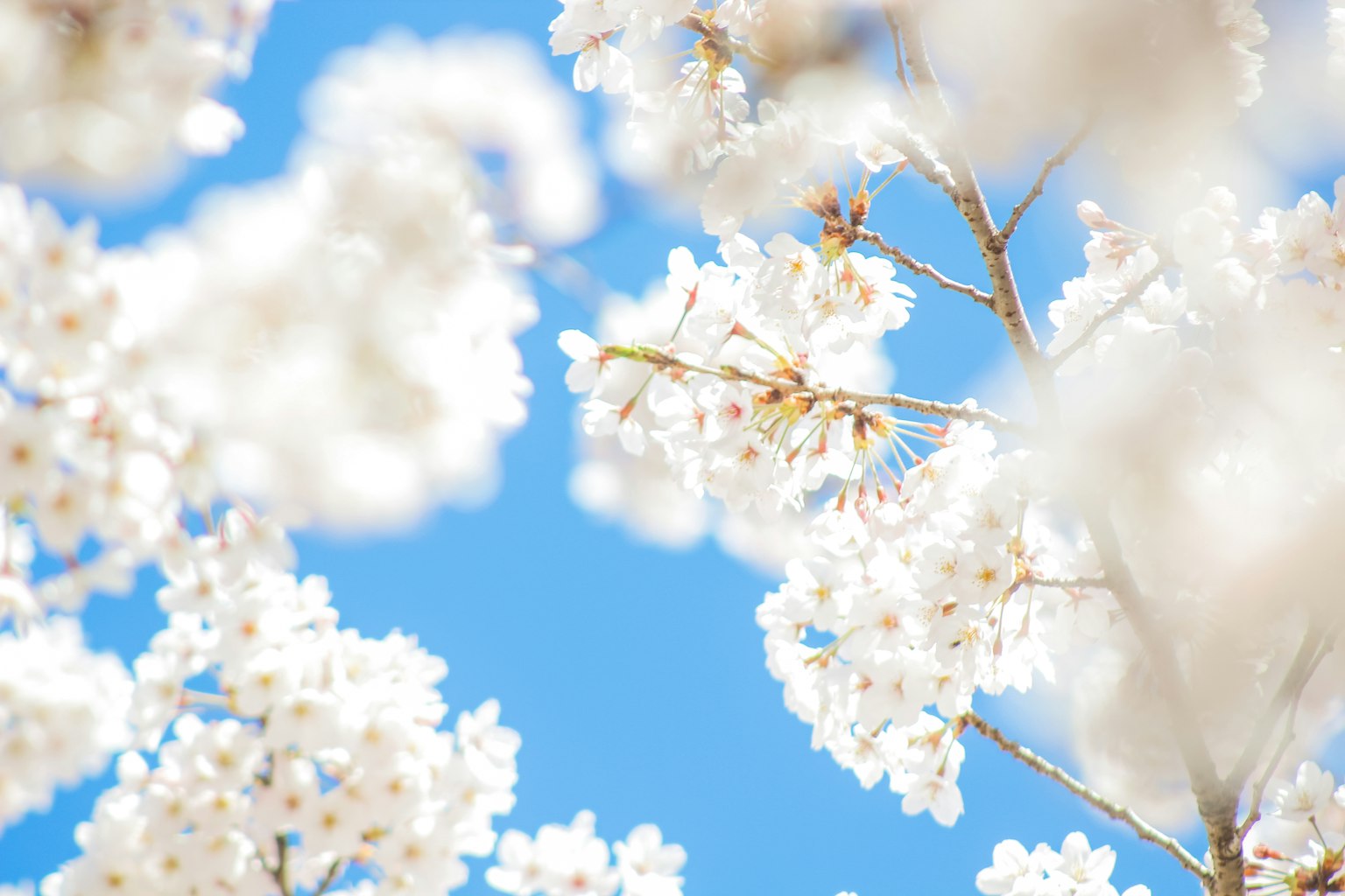 Close-up of cherry blossoms against a blue sky