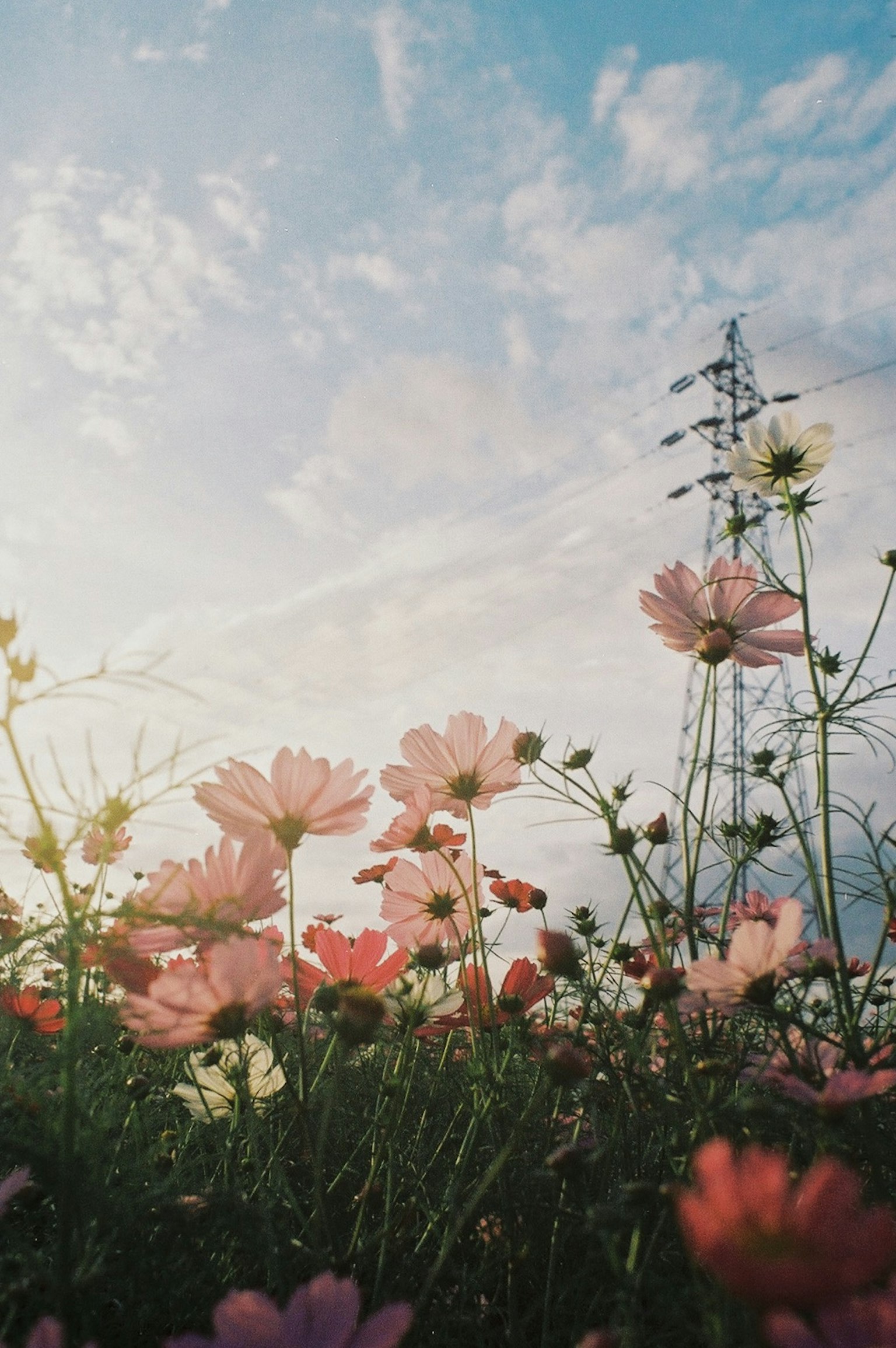 Rosa Blumen auf einem Feld unter einem blauen Himmel mit einer Stromleitung