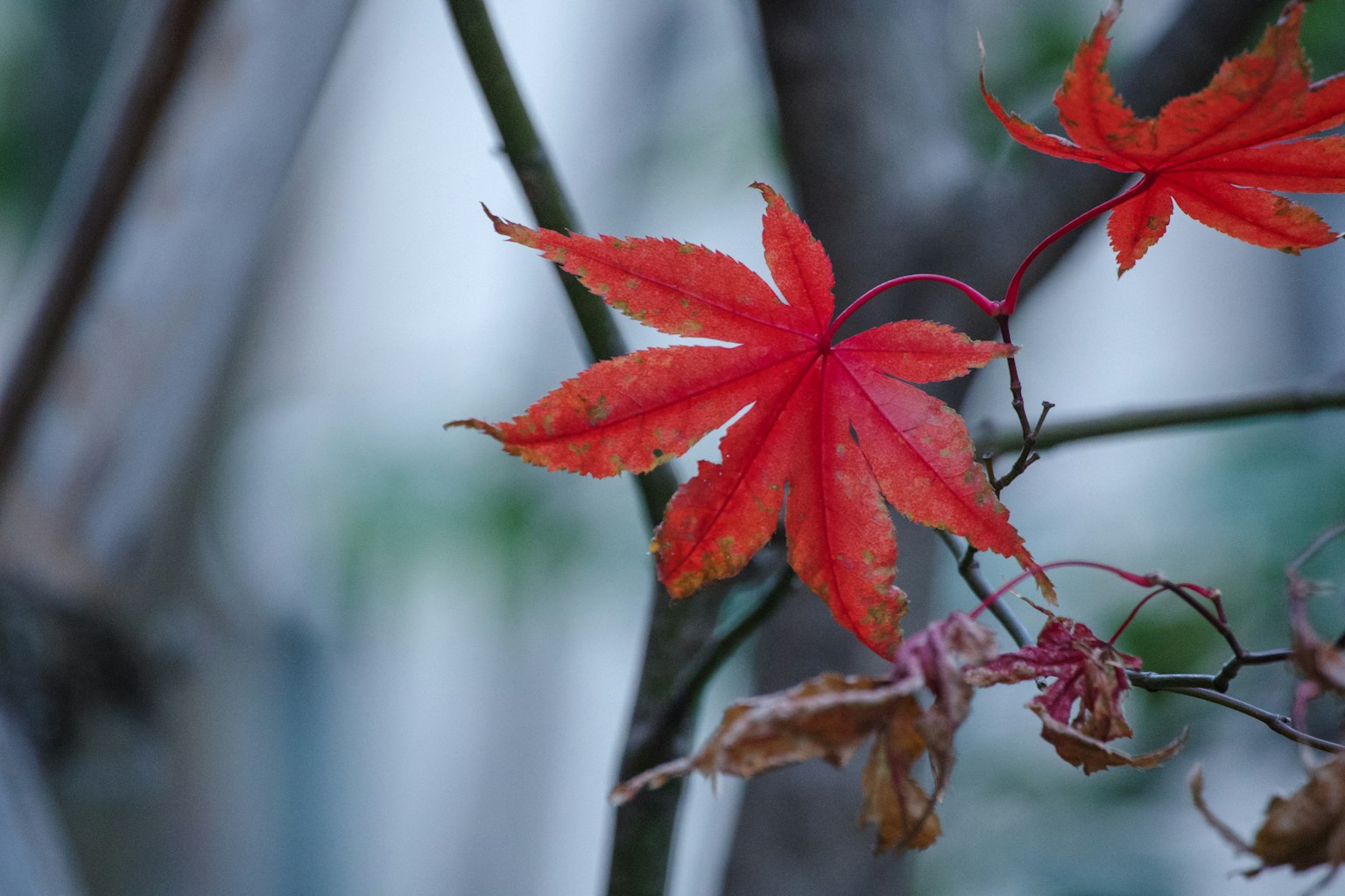 Foglie di acero rosse su un ramo