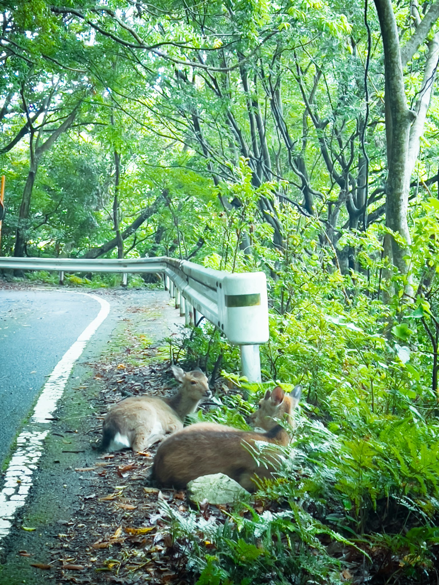 Deer resting by the roadside in a lush green forest