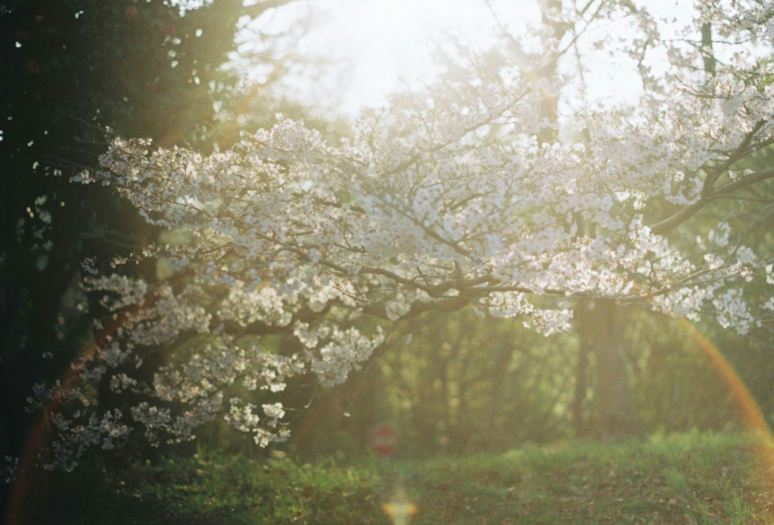 春季樹木花朵與柔和逆光的自然景色