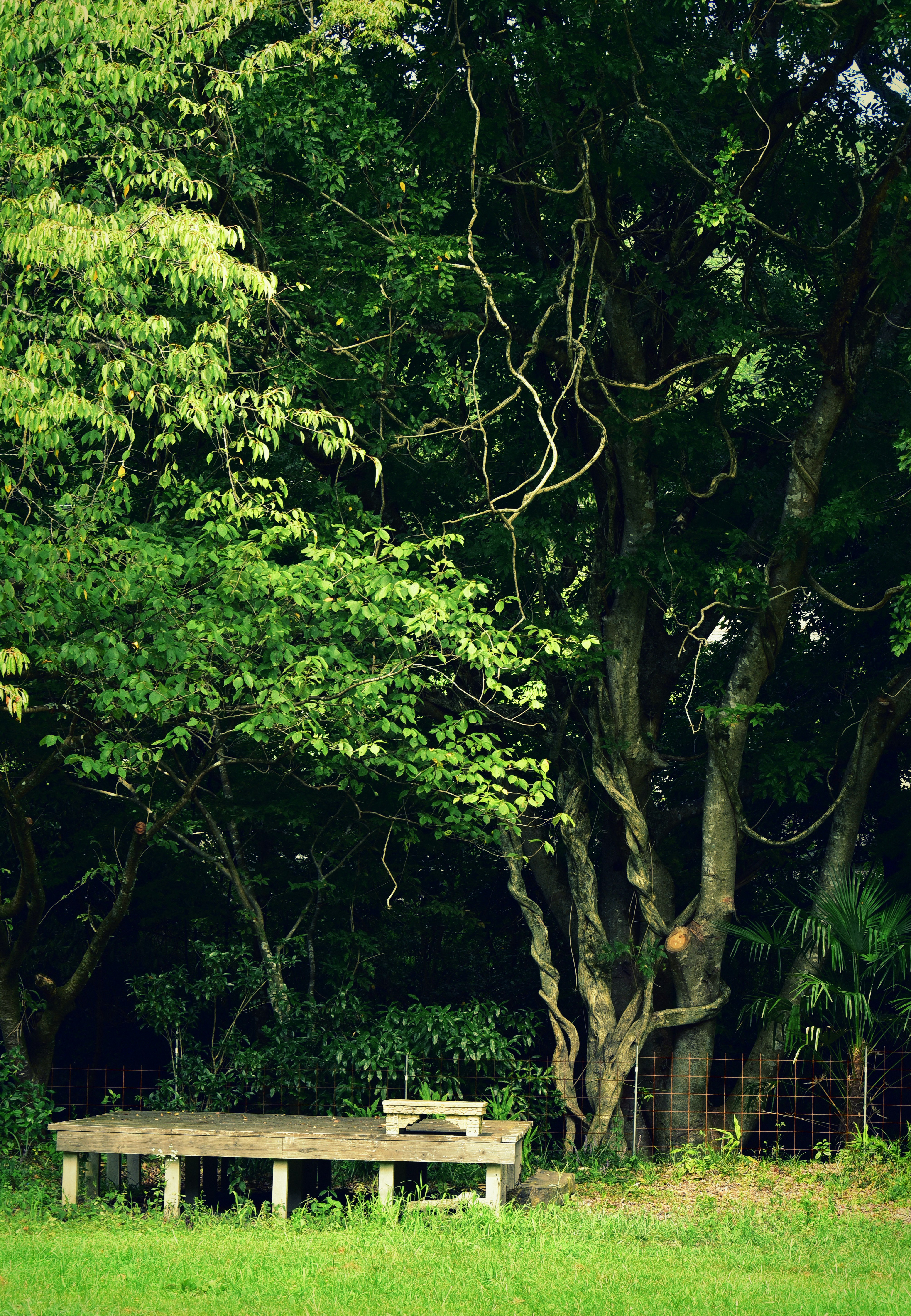 banc sur une pelouse entourée d’arbres