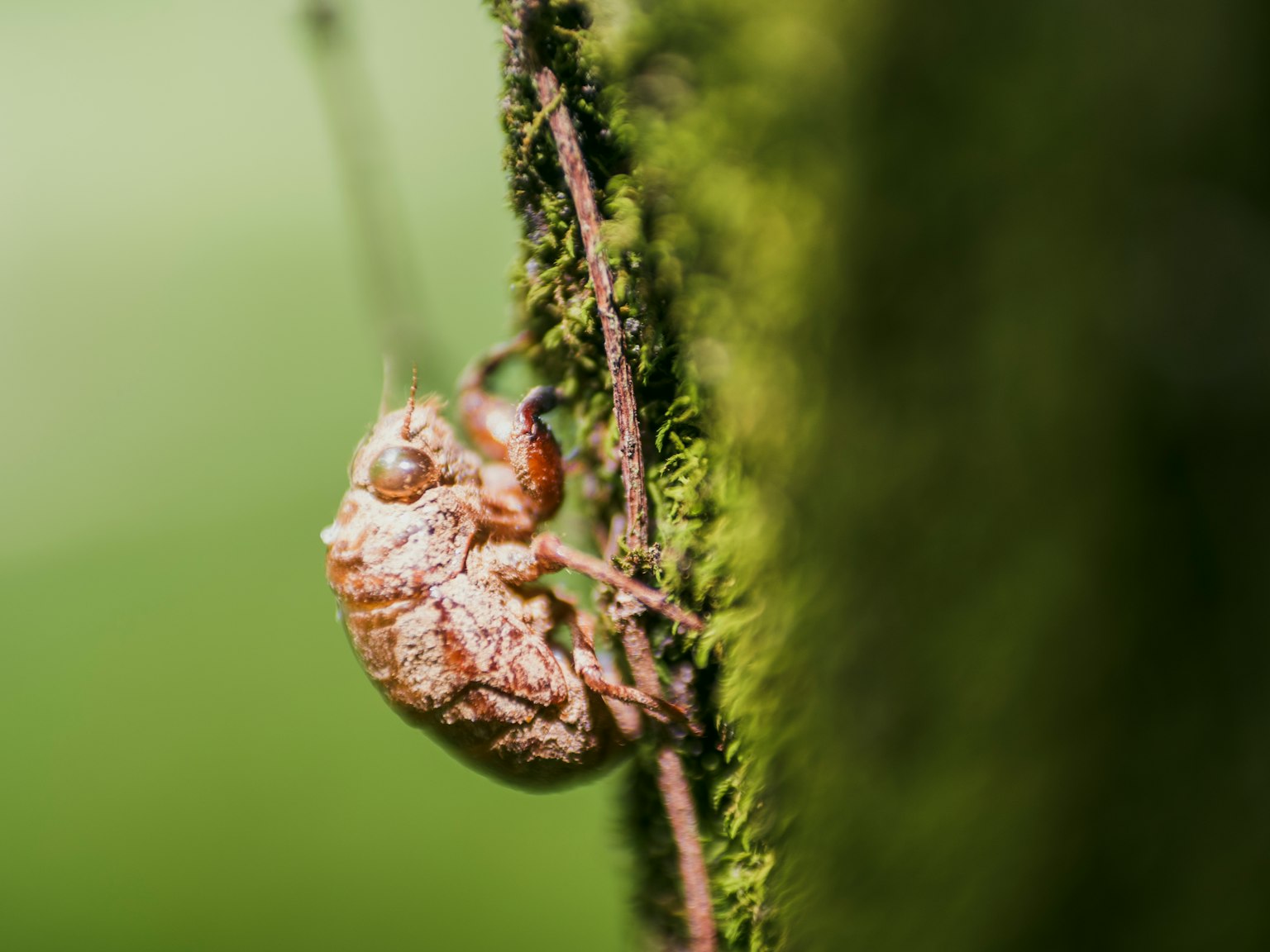Une cigale reposant sur un tronc d'arbre avec un fond vert