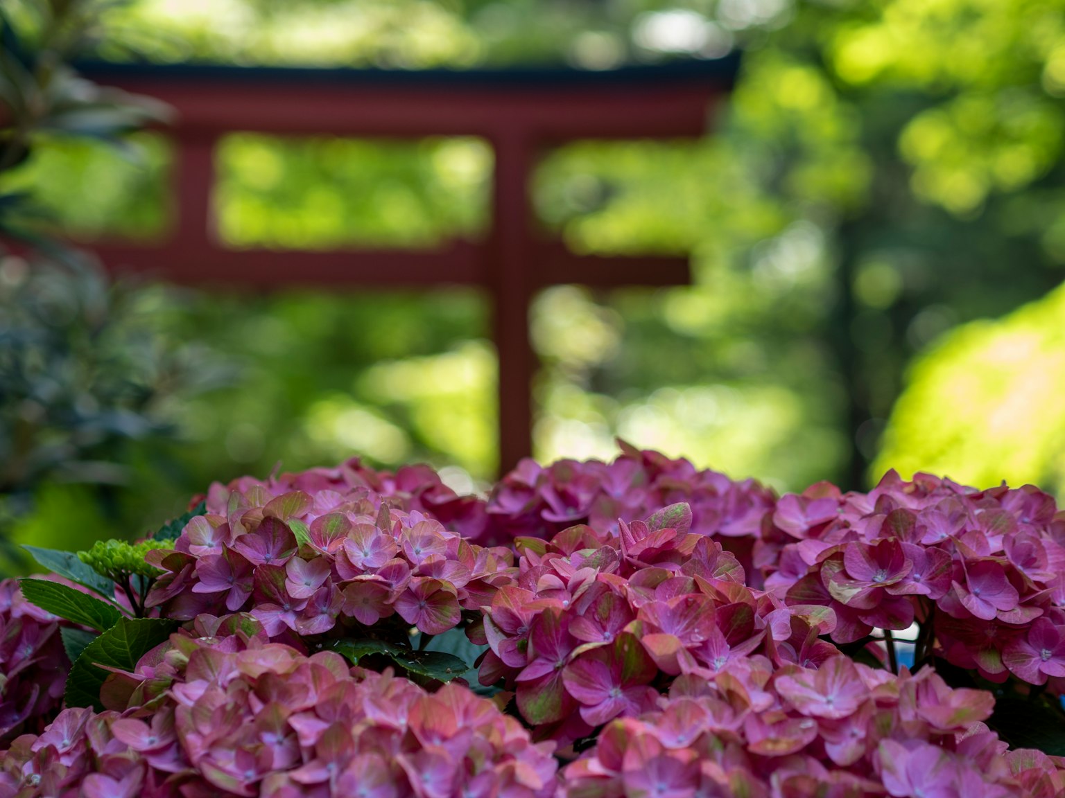 Lila Blumen im Vordergrund mit einem roten Torii im Hintergrund eines japanischen Gartens