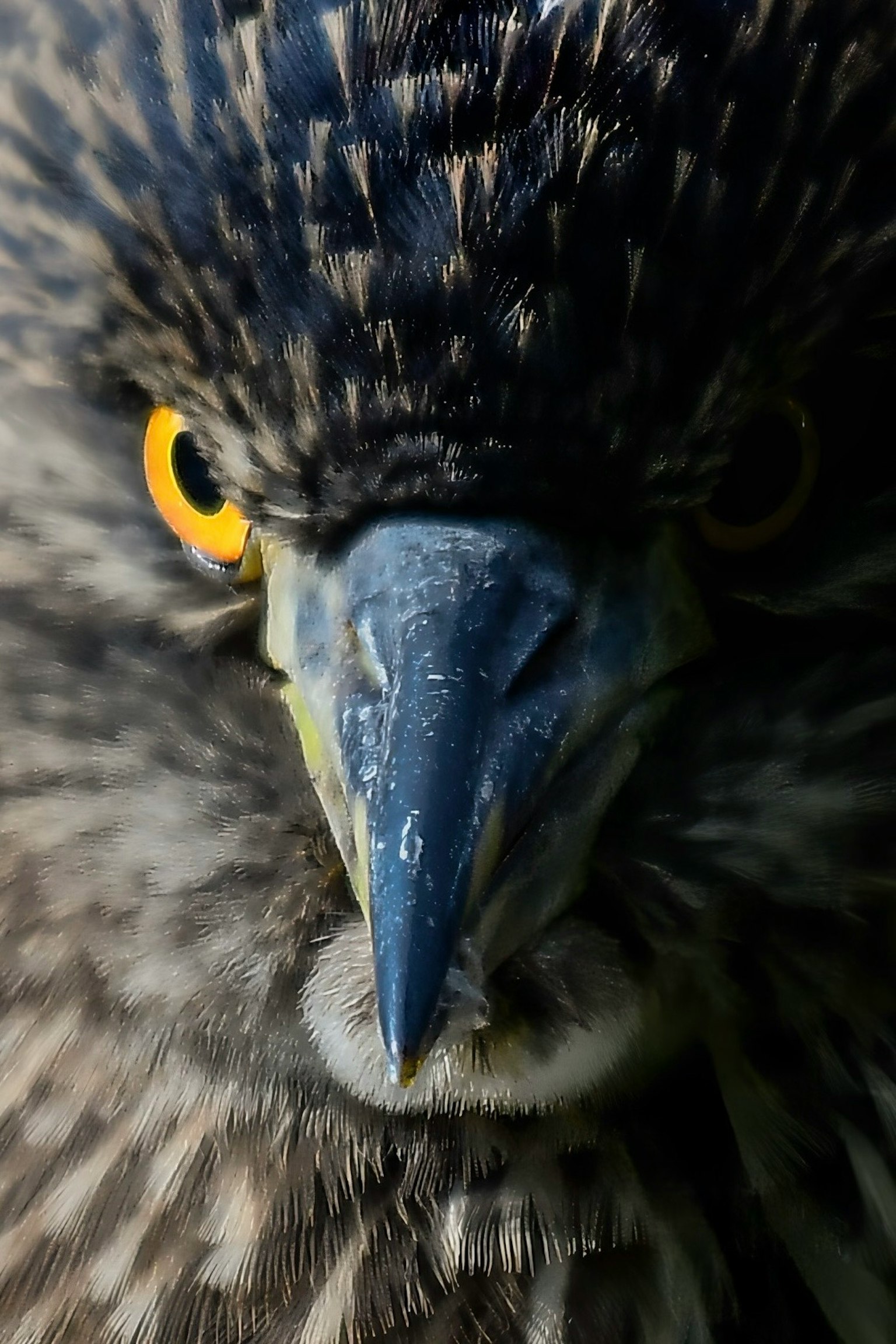 Image en gros plan d'un rapace avec des yeux perçants montrant des plumes détaillées