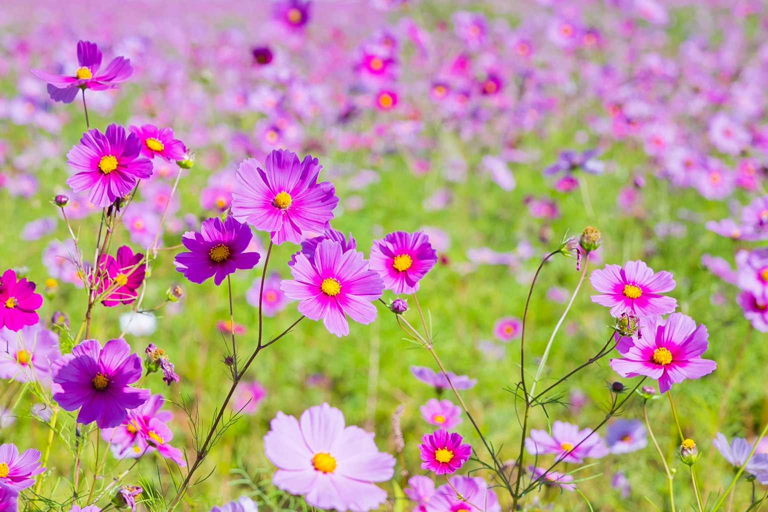 Champs vibrants de fleurs violettes avec des centres jaunes sous un ciel dégagé