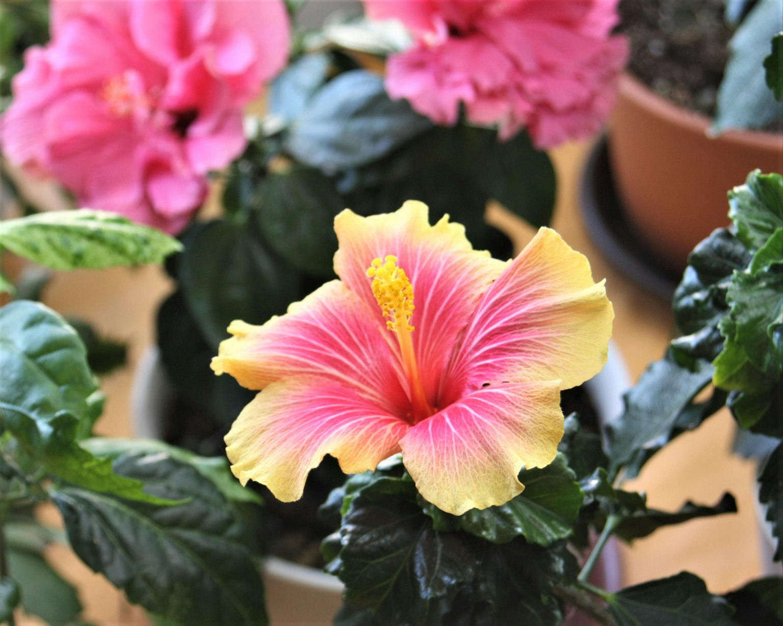 Lebendige gelbe und rosa Hibiskusblüte, die zwischen grünen Blättern blüht