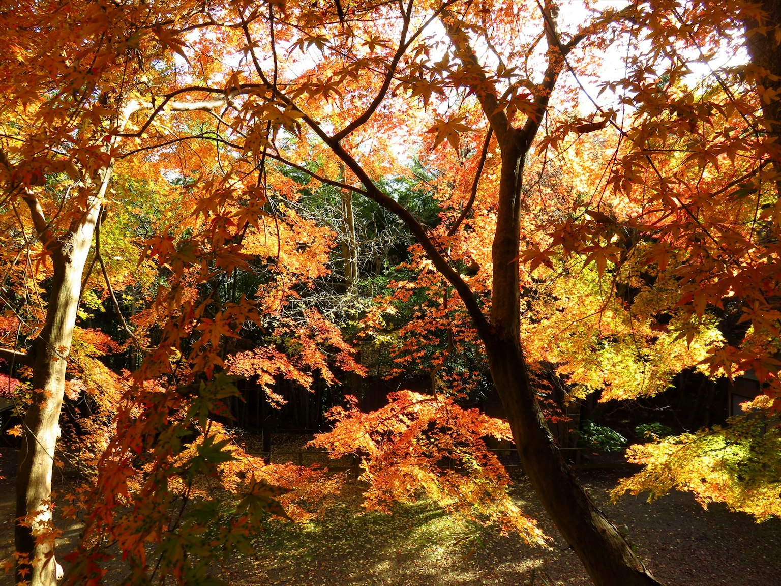 Vue pittoresque d'un feuillage d'automne vibrant avec des feuilles orange et jaunes